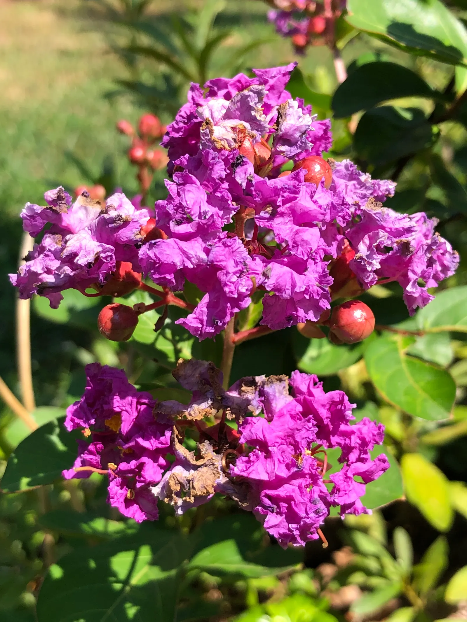 Catawba Crape Myrtle (Lagerstroemia Indica 'Catawba') — This compact growth habit makes it ideal for smaller garden spaces or as a featured plant in a mixed