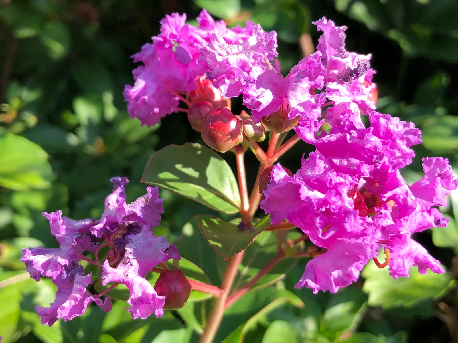 Catawba Crape Myrtle (Lagerstroemia Indica 'Catawba') — mottled bark that varies from shades of grey to rich brown