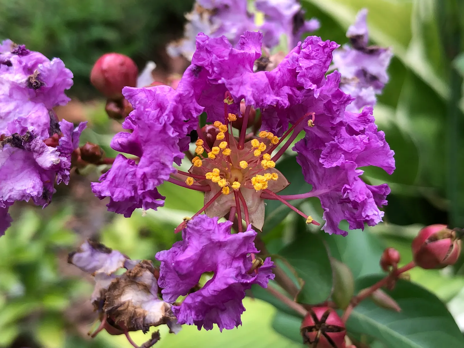 Catawba Crape Myrtle (Lagerstroemia Indica 'Catawba') — shrub / tree for full