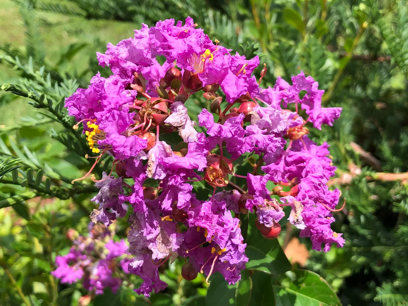 Catawba Crape Myrtle (Lagerstroemia Indica 'Catawba') — renowned for its vibrant purple blooms from midsummer to fall