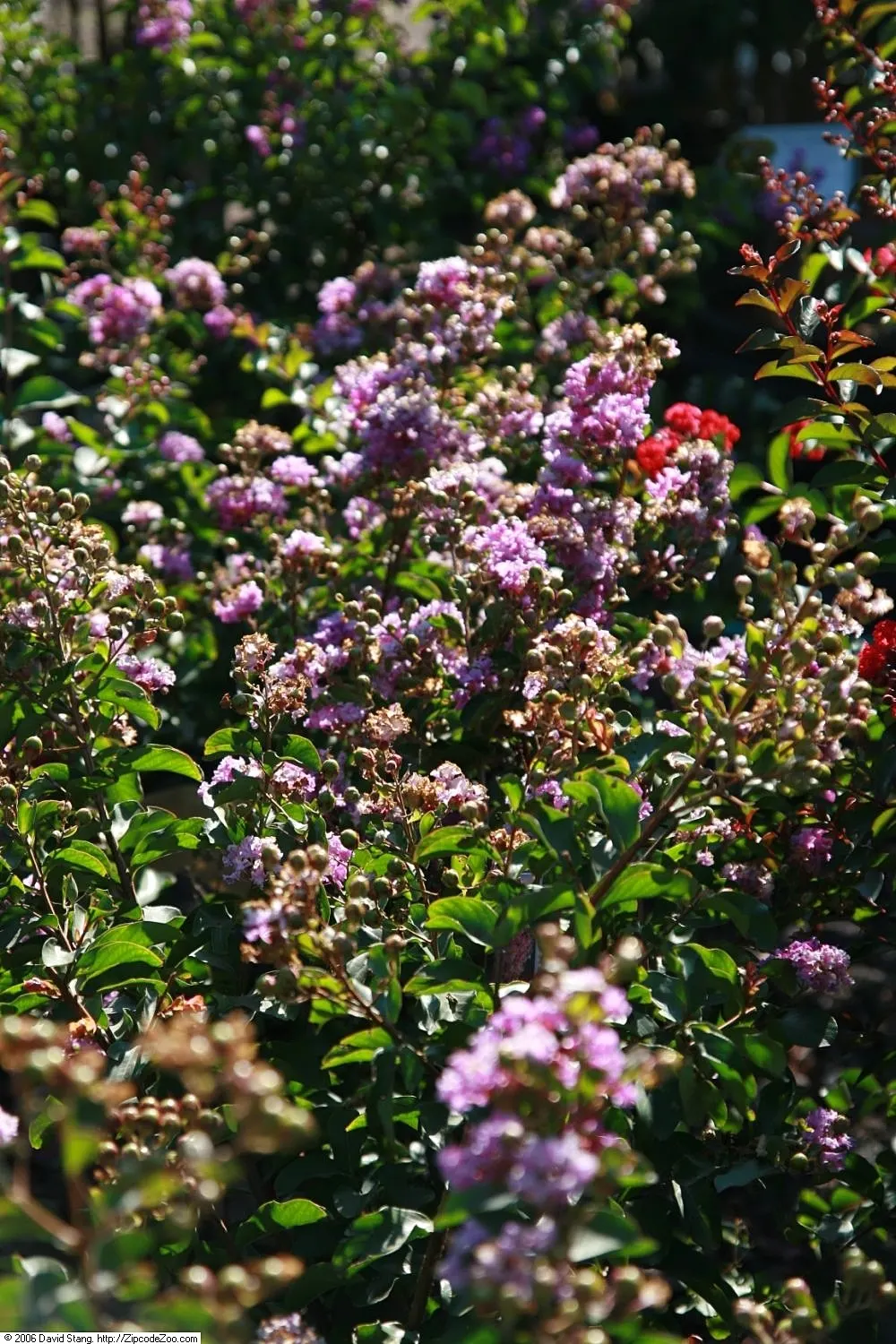 Catawba Crape Myrtle (Lagerstroemia Indica 'Catawba') — plant in USDA hardiness zones 7 to 9