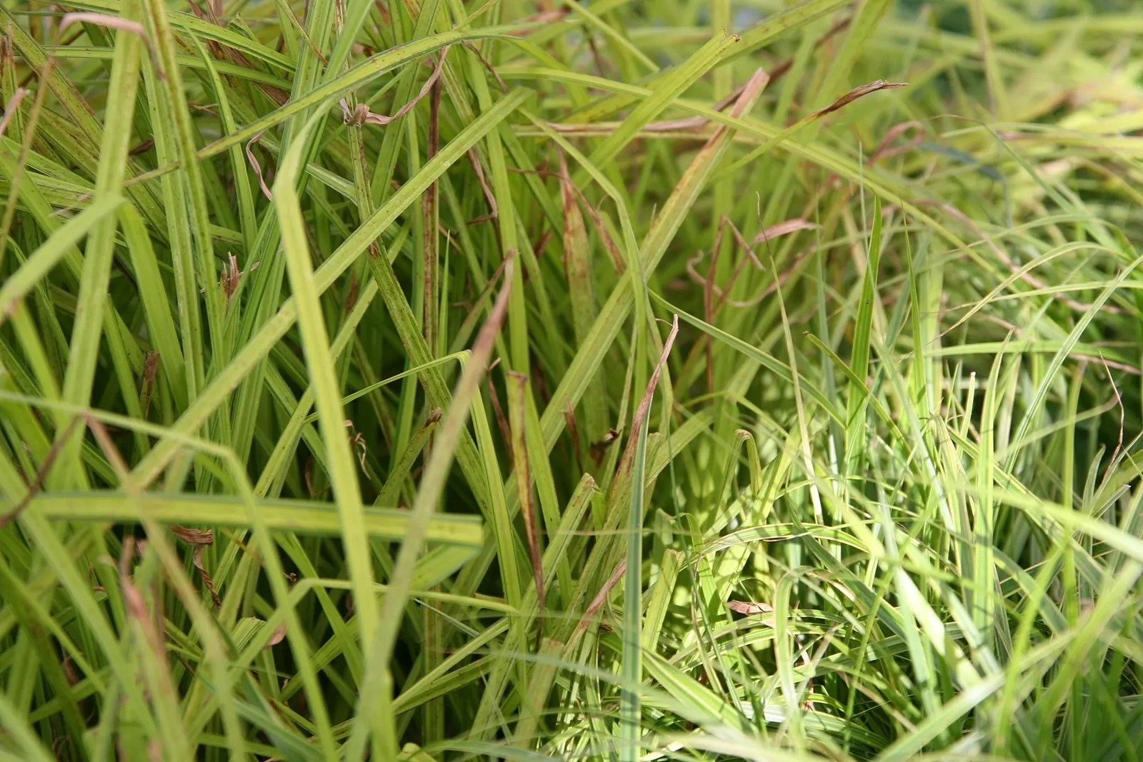 Bowles Golden Sedge (Carex 'Bowles Golden') — commonly known as Bowles Golden Sedge