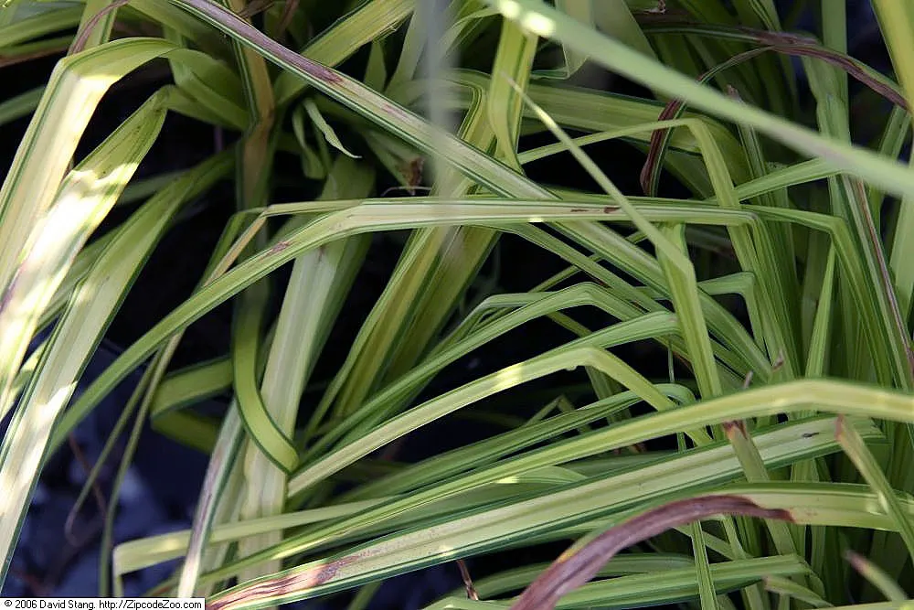 Bowles Golden Sedge (Carex 'Bowles Golden') — It thrives best in part shade to full shade and prefers consistently moist soil