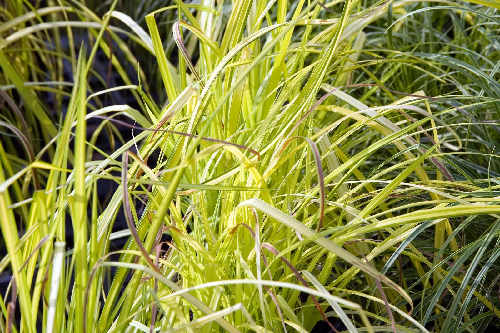 Bowles Golden Sedge (Carex 'Bowles Golden') — perennial grass-like plant featuring striking golden-yellow foliage with narrow green margins