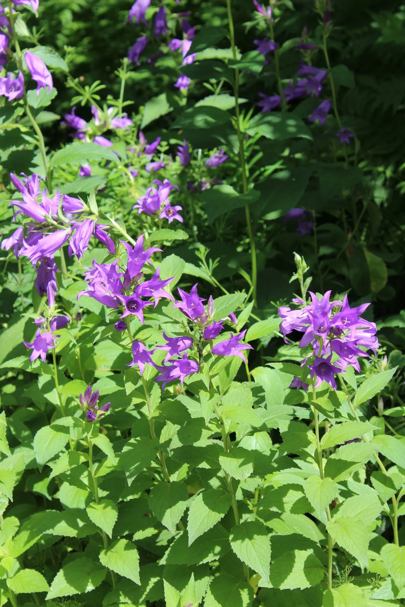 Great Bellflower (Campanula Latifolia) — Amidst the foliage, the Great Bellflower showcases its bell-shaped blossoms, which can be up to 2 inches long