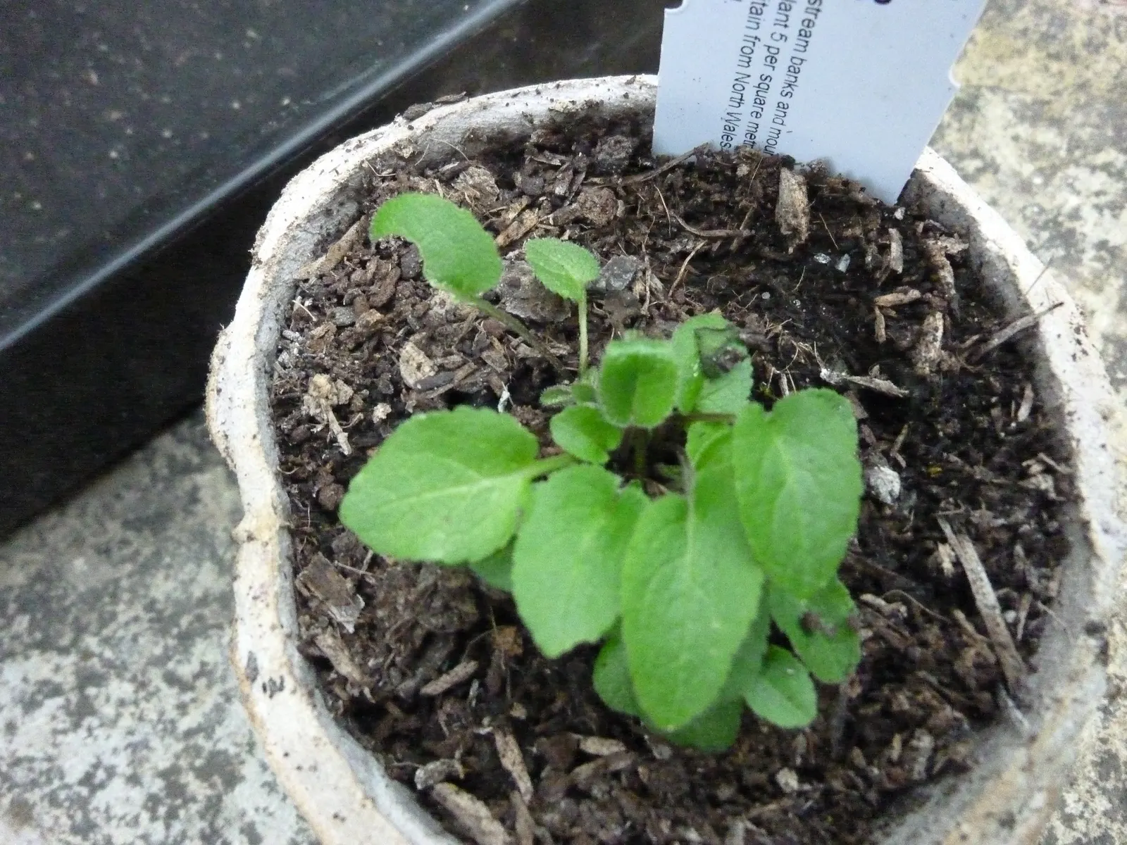 Great Bellflower (Campanula Latifolia) — though some varieties may boast white flowers; the plant sprouts stout stems that can reach heights of, image 60