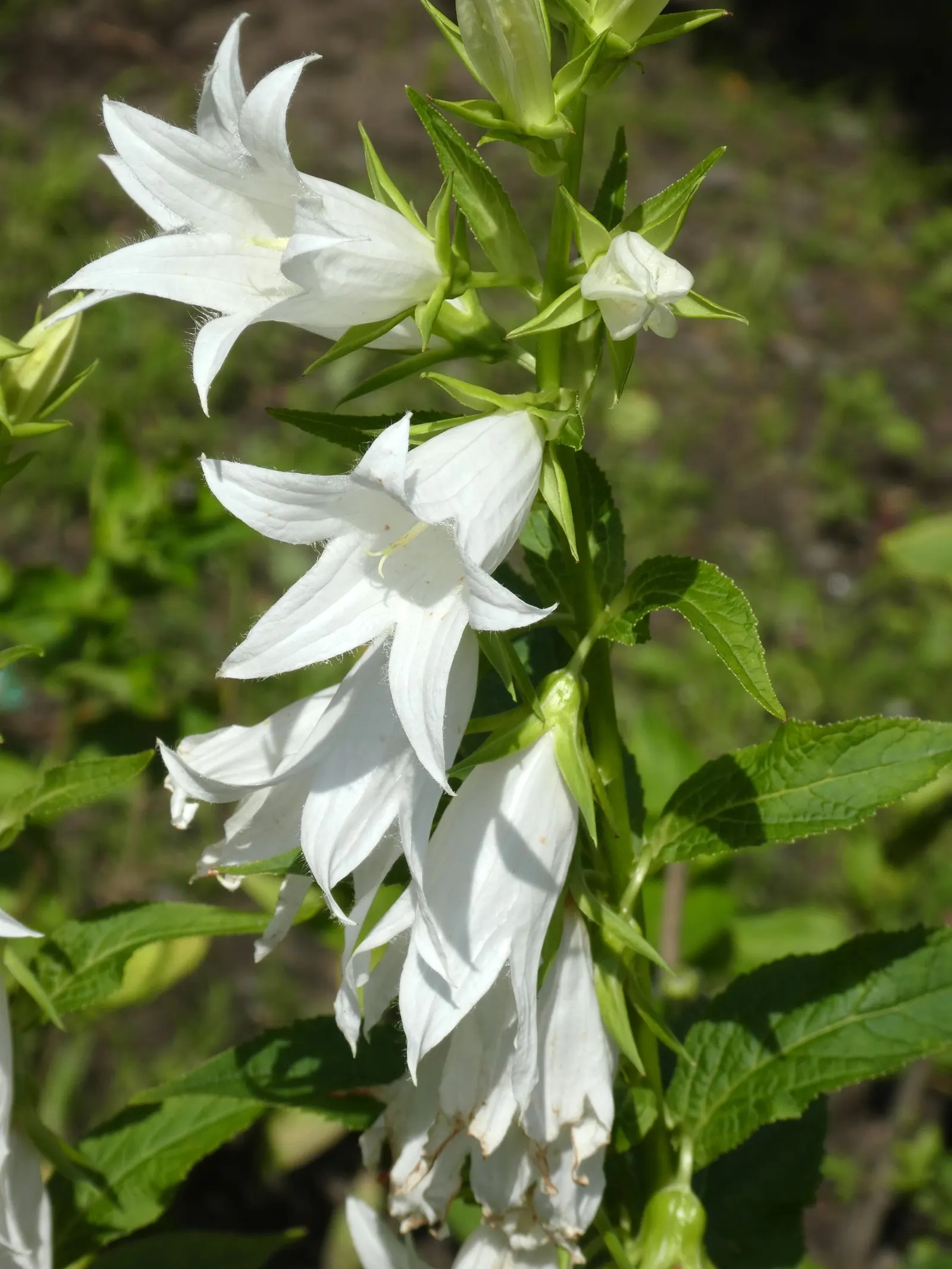 Great Bellflower (Campanula Latifolia) — plant in locations with partial to full sun exposure; consider placing it towards the back of a border for an elegant
