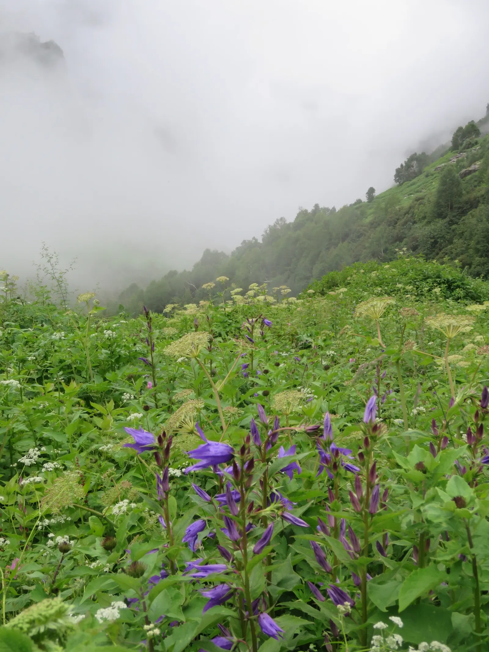 Great Bellflower (Campanula Latifolia) — Amidst the foliage, the Great Bellflower showcases its bell-shaped blossoms, which can be up to 2 inches long; it is