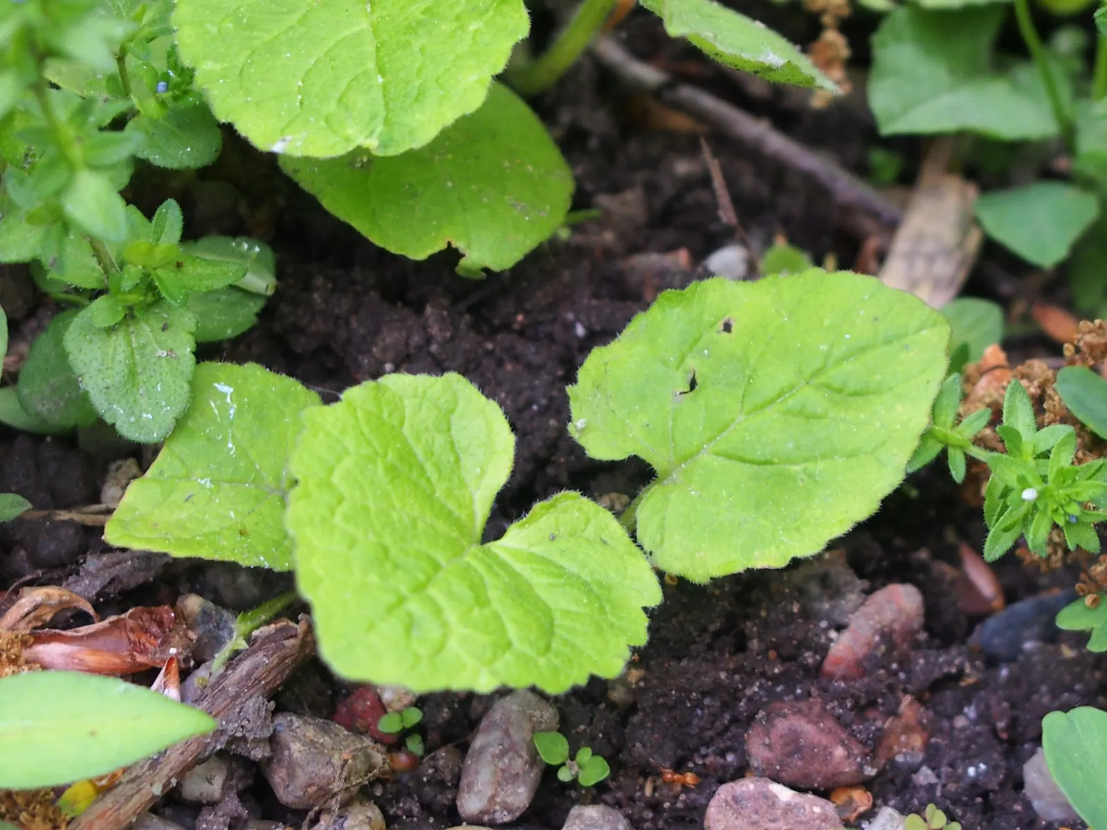 Great Bellflower (Campanula Latifolia) — though good air circulation can help prevent any potential issues with powdery mildew; in well-drained soil that is