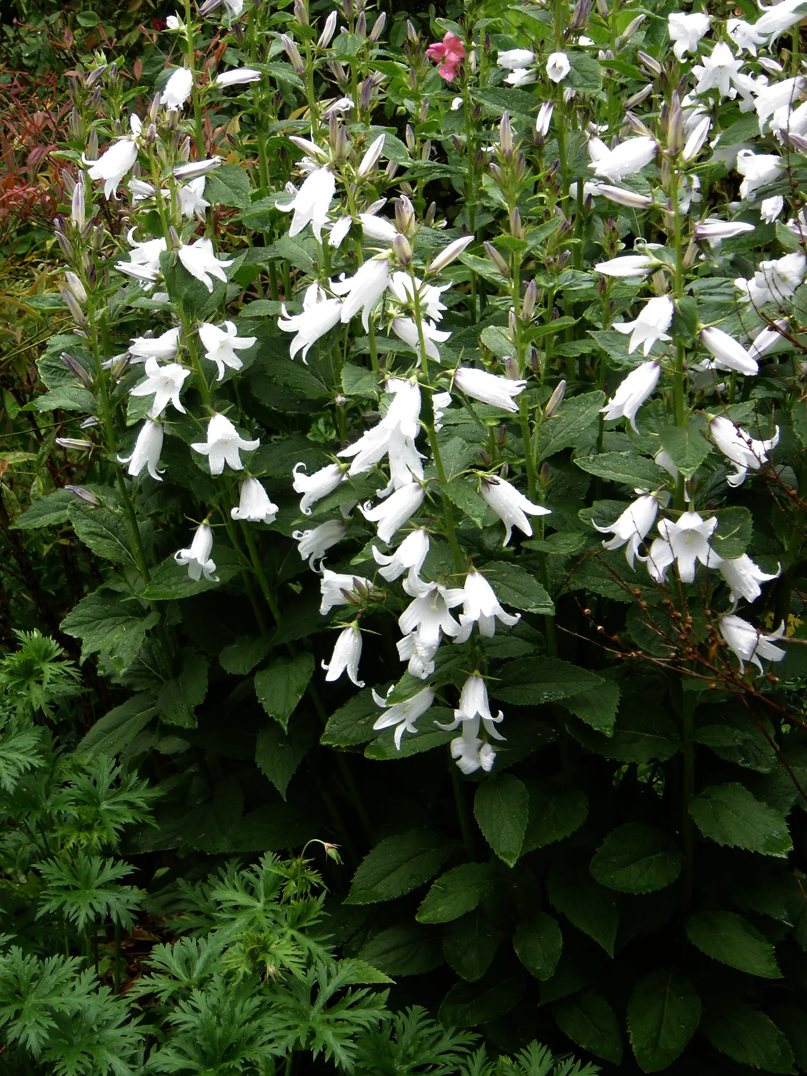 Great Bellflower (Campanula Latifolia) — is a stately perennial with tall; ideal for the back of a border, it thrives in full sun to partial shade and prefers
