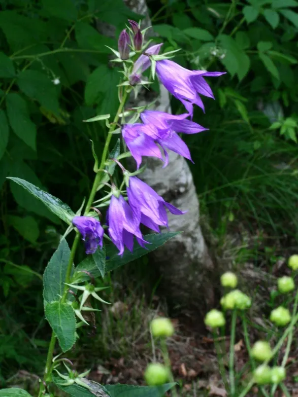 Great Bellflower (Campanula Latifolia) — is a stately perennial with tall