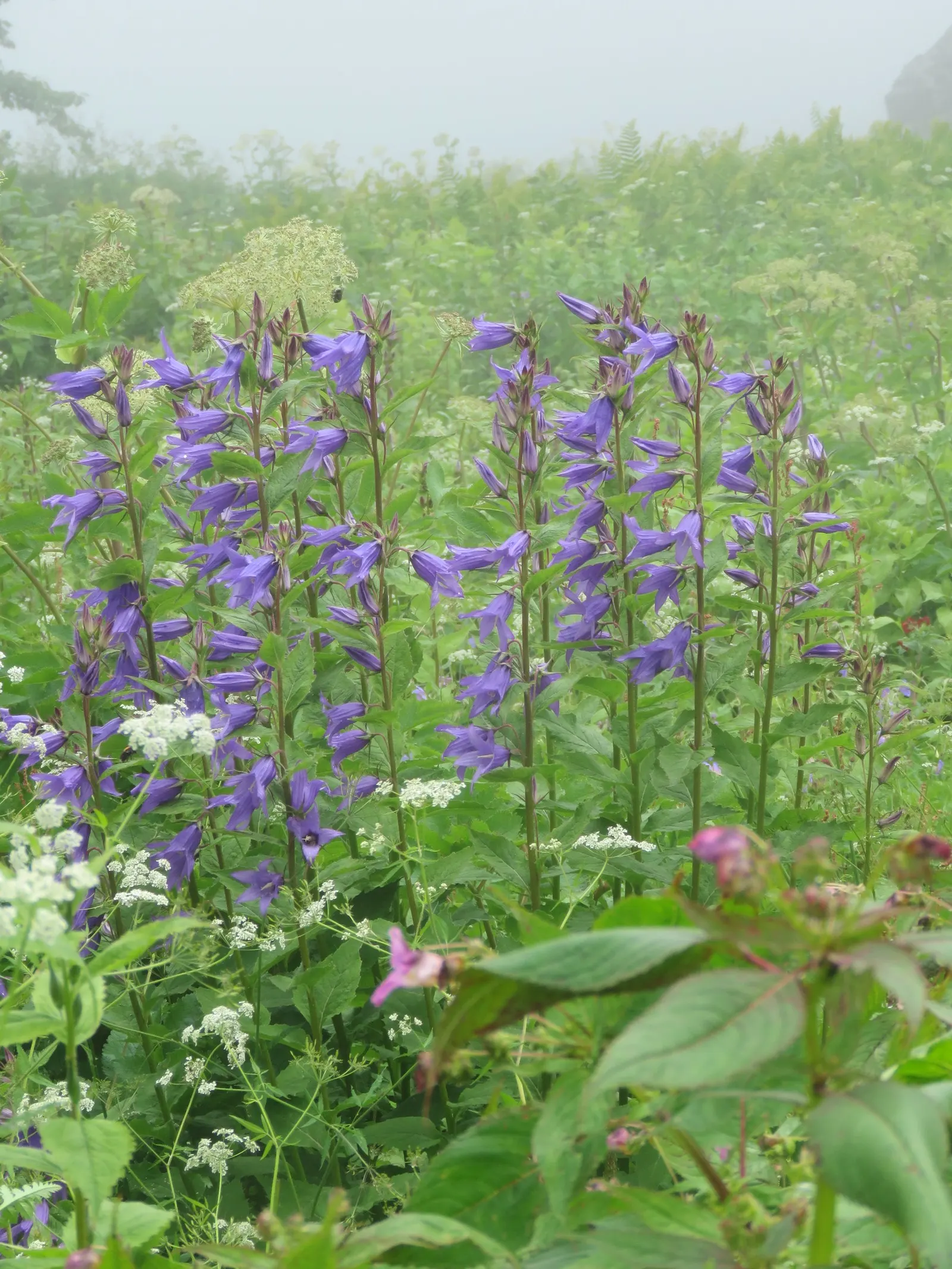 Great Bellflower (Campanula Latifolia) — Its impressive height and striking blooms add vertical interest to any garden design