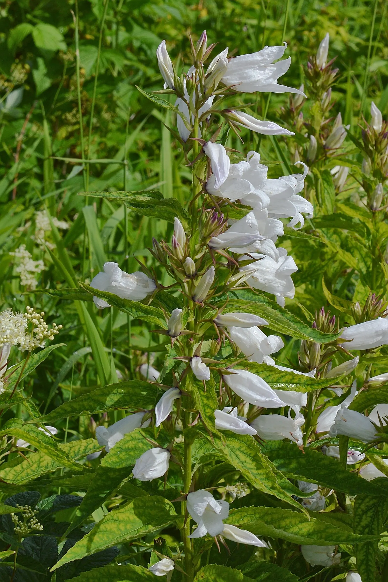 Great Bellflower (Campanula Latifolia) — The plant's spread is typically around 12 to 18 inches