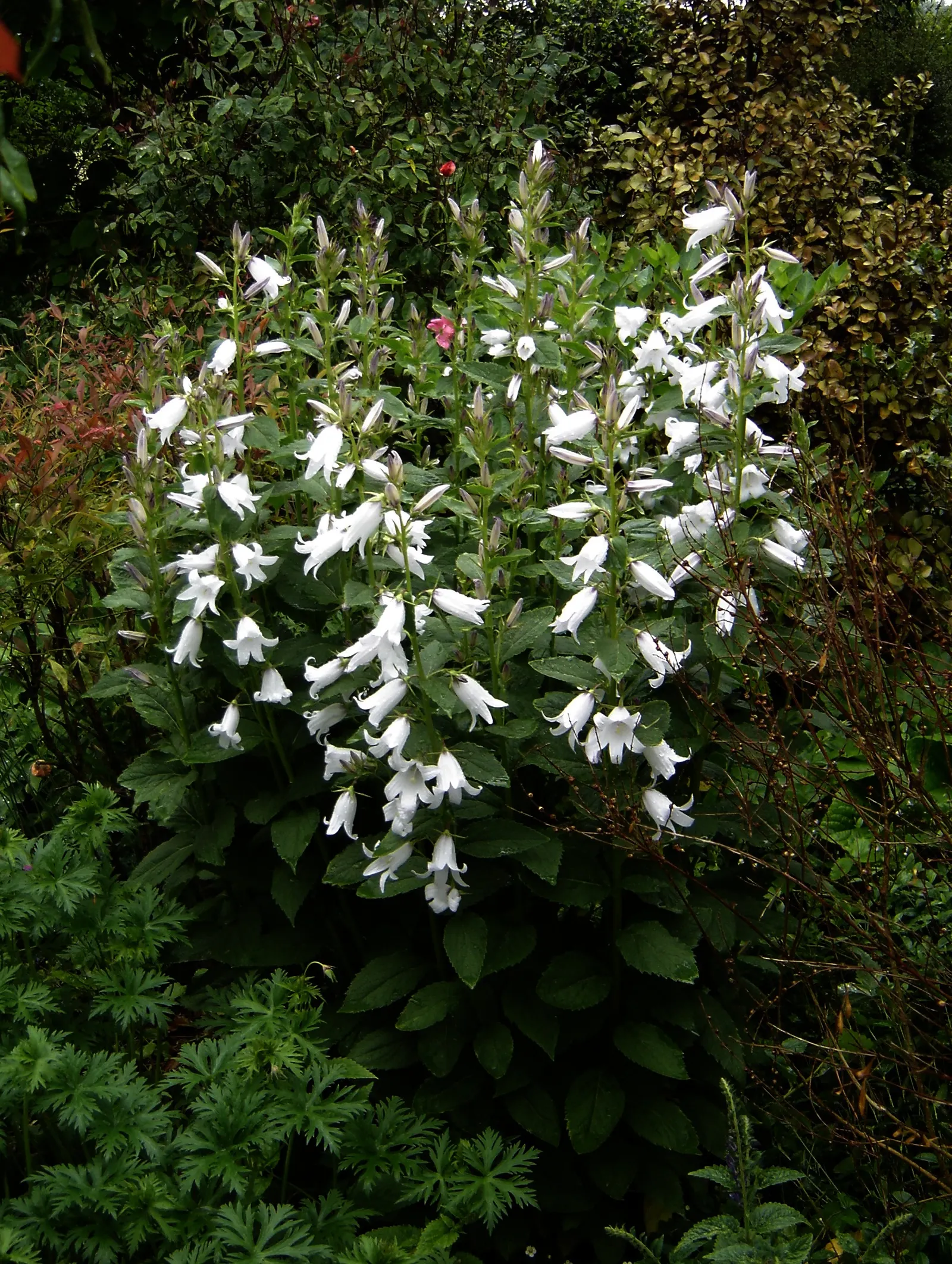 Great Bellflower (Campanula Latifolia) — It thrives in USDA hardiness zones 3 to 7, indicating robust cold tolerance