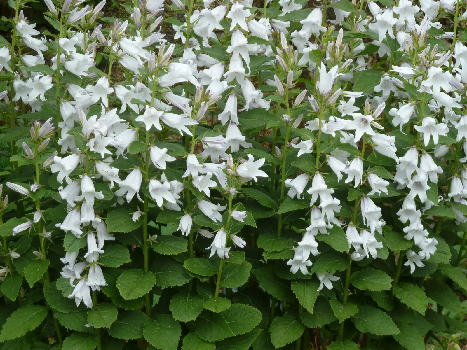Great Bellflower (Campanula Latifolia) — Growing from a basal rosette; its impressive height and striking blooms add vertical interest to any garden design