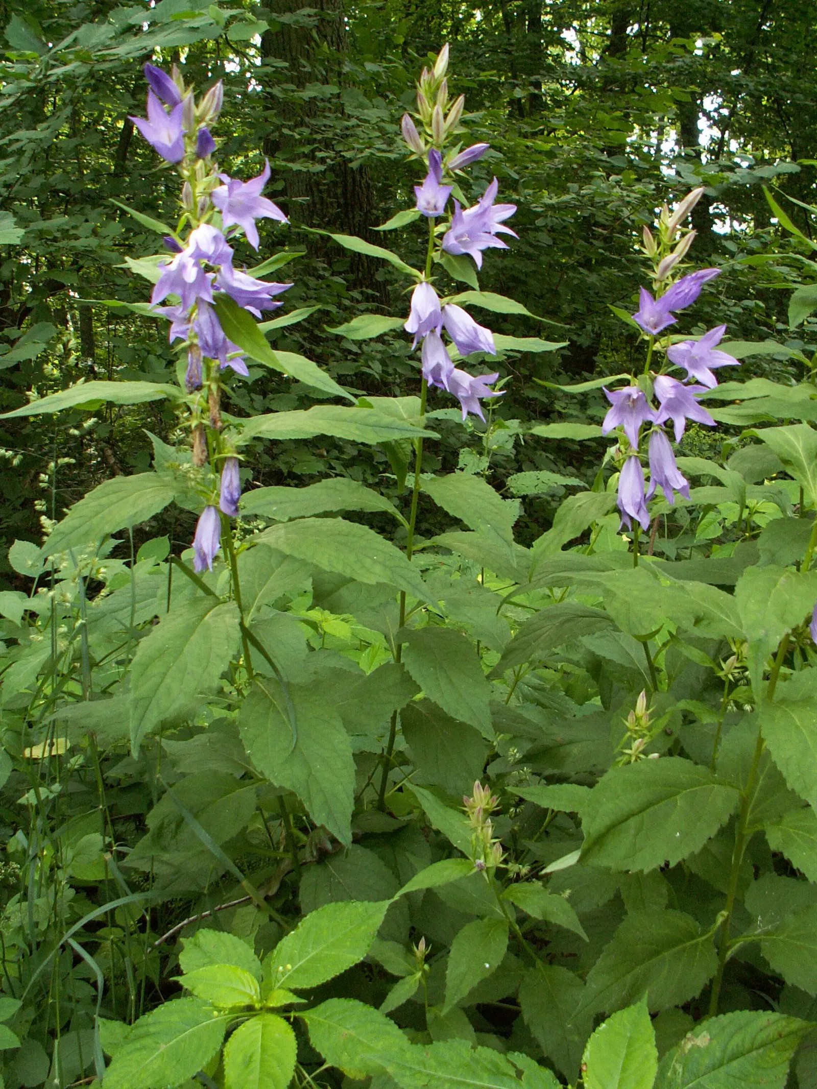Great Bellflower (Campanula Latifolia) — erect stems reaching up to 5 feet high