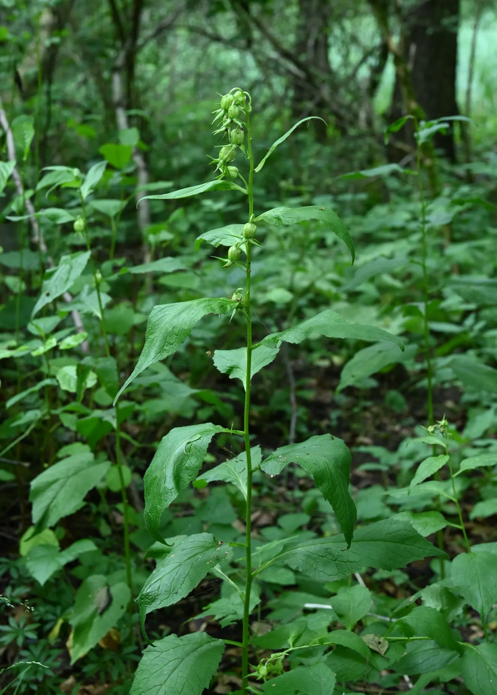 Great Bellflower (Campanula Latifolia) — erect stems reaching up to 5 feet high; these blooms often present in shades of violet-blue, image 50