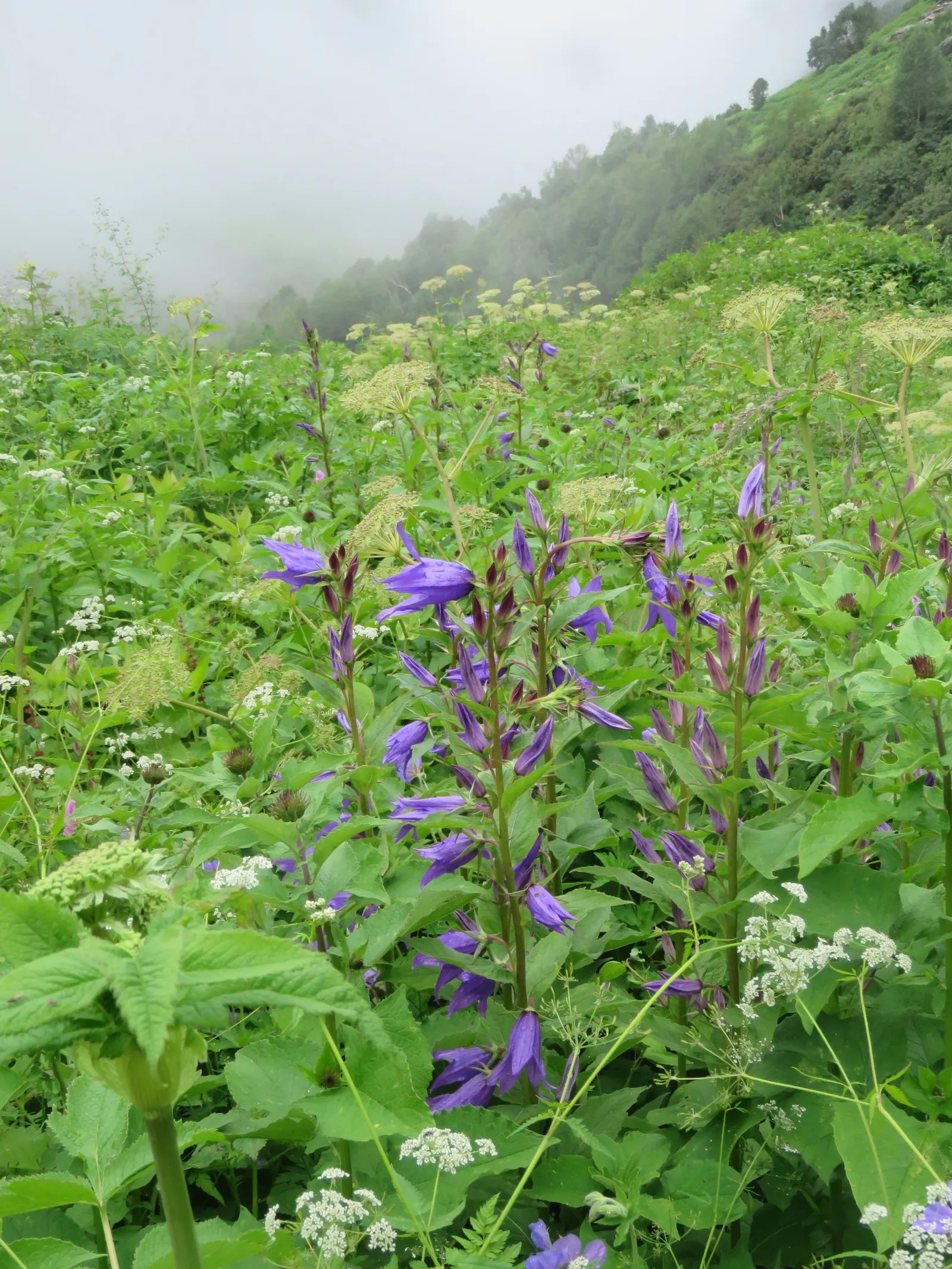 Great Bellflower (Campanula Latifolia) — These blooms often present in shades of violet-blue; erect stems reaching up to 5 feet high