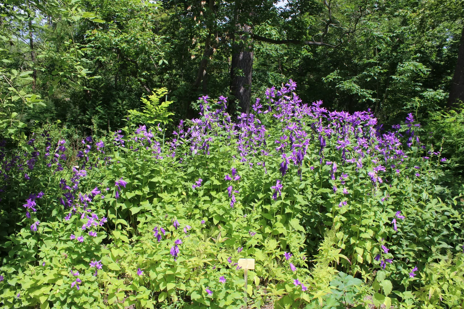 Great Bellflower (Campanula Latifolia) — in well-drained soil that is rich in organic material; though good air circulation can help prevent any potential