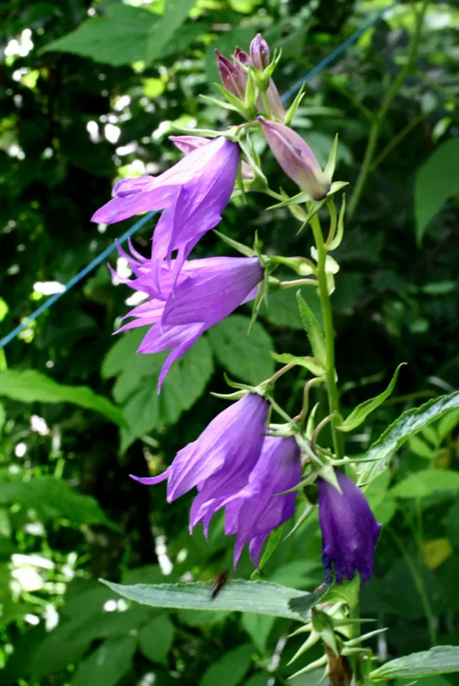 Great Bellflower (Campanula Latifolia) — blue flowers in the garden; is a majestic perennial plant that can provide a striking vertical accent to any garden