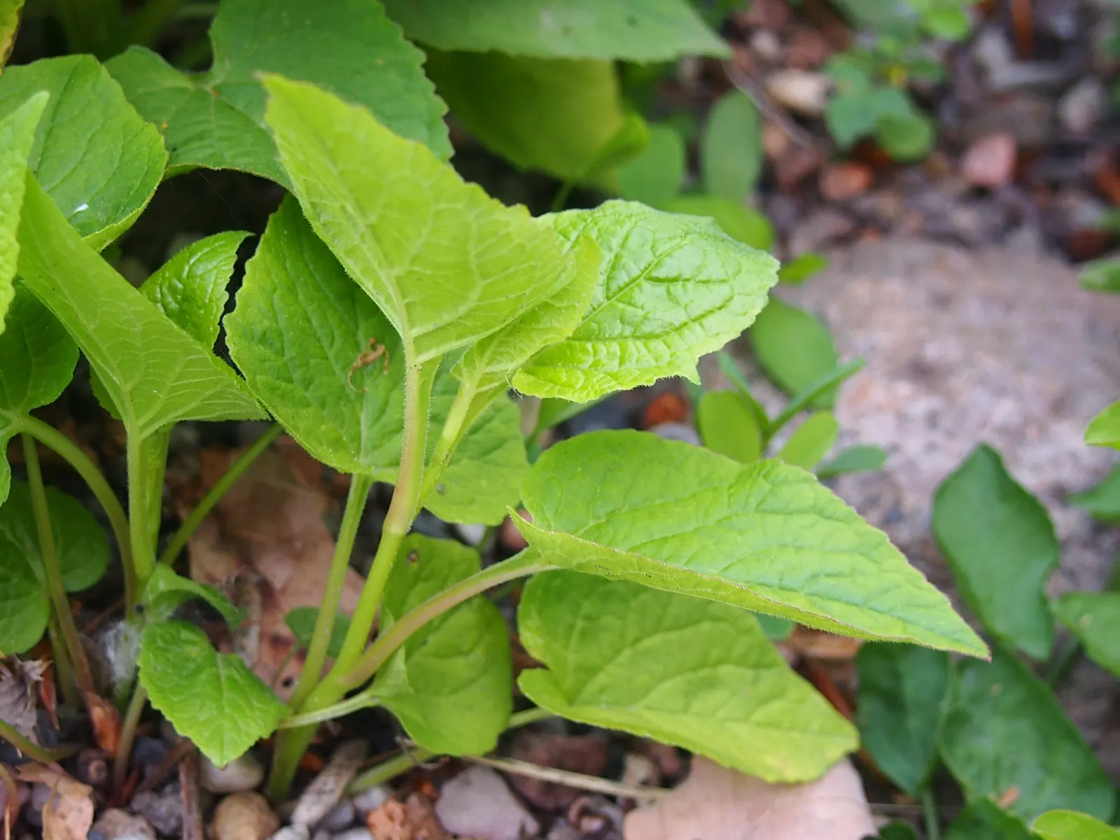 Great Bellflower (Campanula Latifolia) — the plant sprouts stout stems that can reach heights of anywhere from 2 to 4 feet