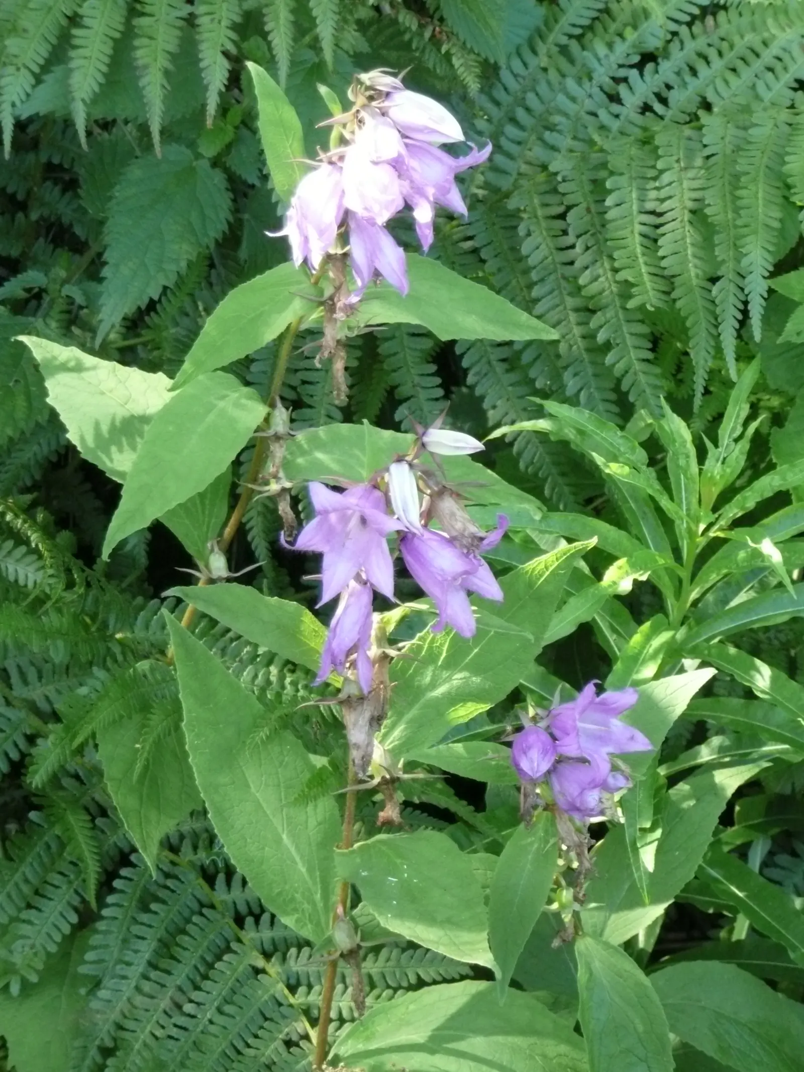 Great Bellflower (Campanula Latifolia) — is a majestic perennial plant that can provide a striking vertical accent to any garden design; blue flowers in the