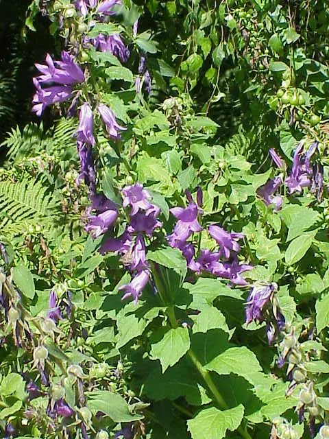 Great Bellflower (Campanula Latifolia) — It is generally pest and disease resistant; amidst the foliage, the Great Bellflower showcases its bell-shaped