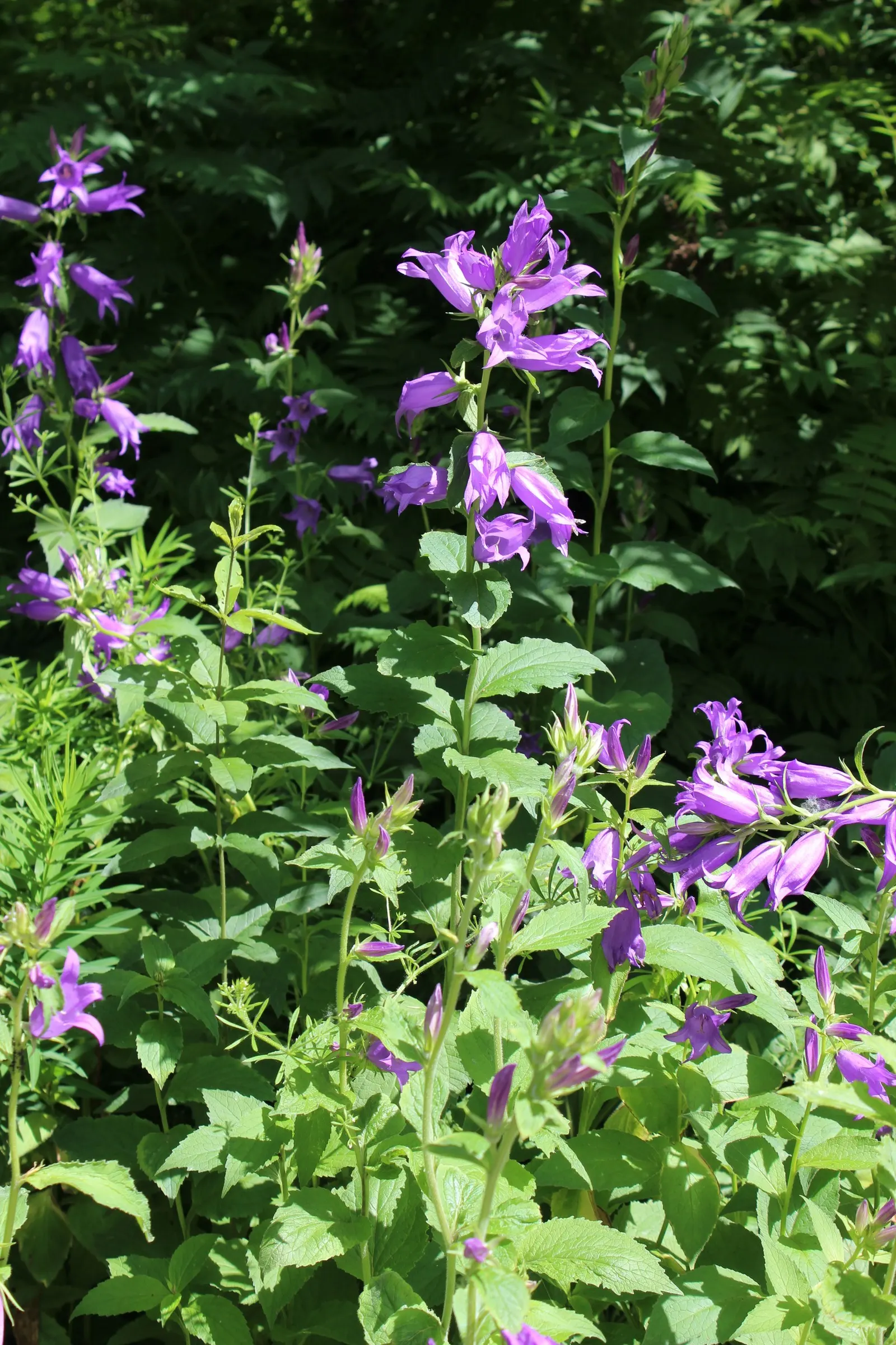 Great Bellflower (Campanula Latifolia) — Ideal for the back of a border, it thrives in full sun to partial shade and prefers well-drained soil; is a stately