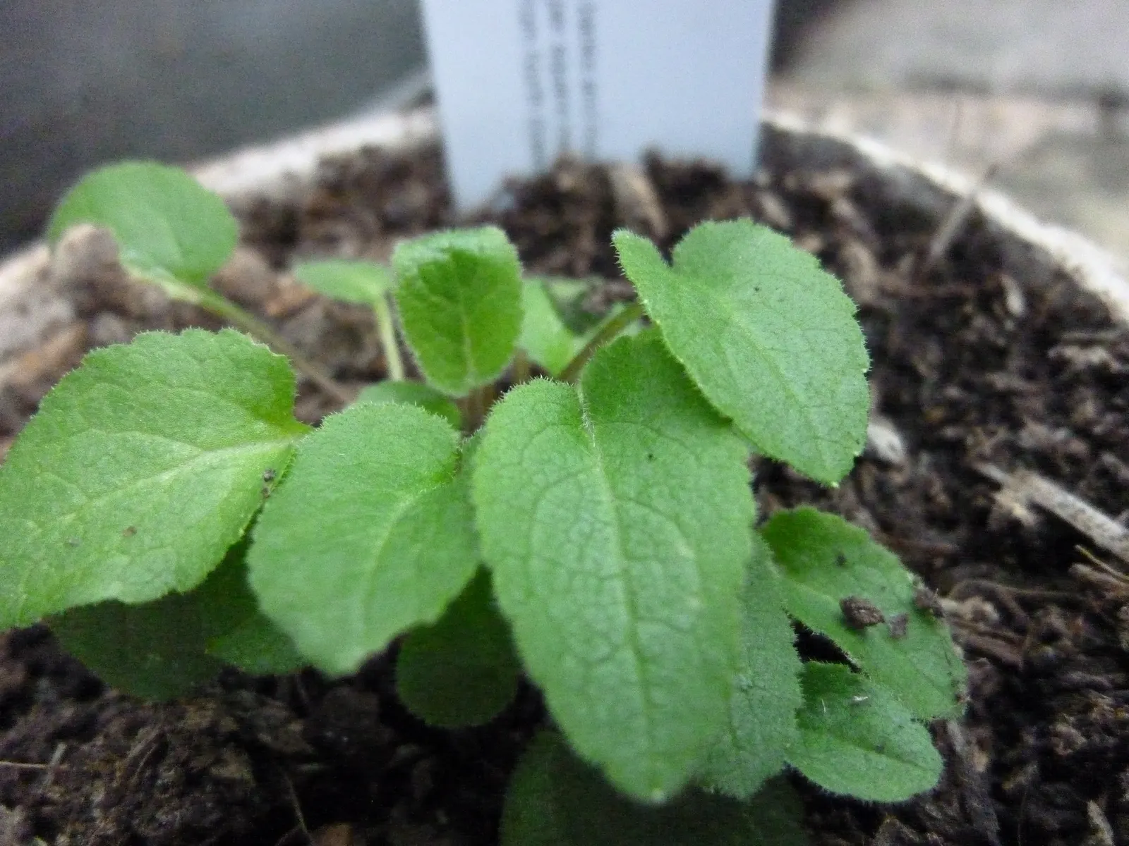 Great Bellflower (Campanula Latifolia) — It thrives in USDA hardiness zones 3 to 7, indicating robust cold tolerance; scientifically named, image 63