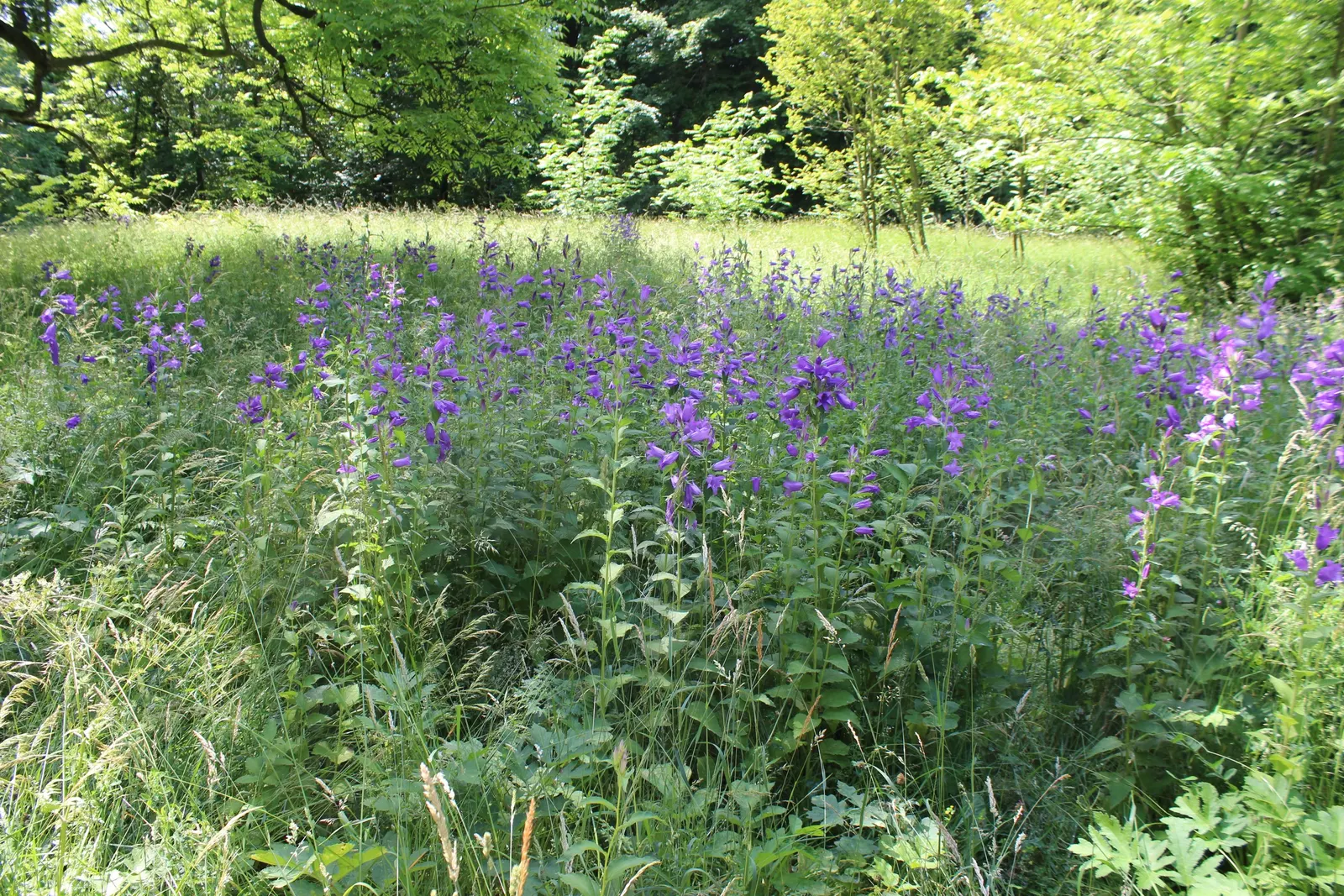 Great Bellflower (Campanula Latifolia) — erect stems reaching up to 5 feet high; these blooms often present in shades of violet-blue
