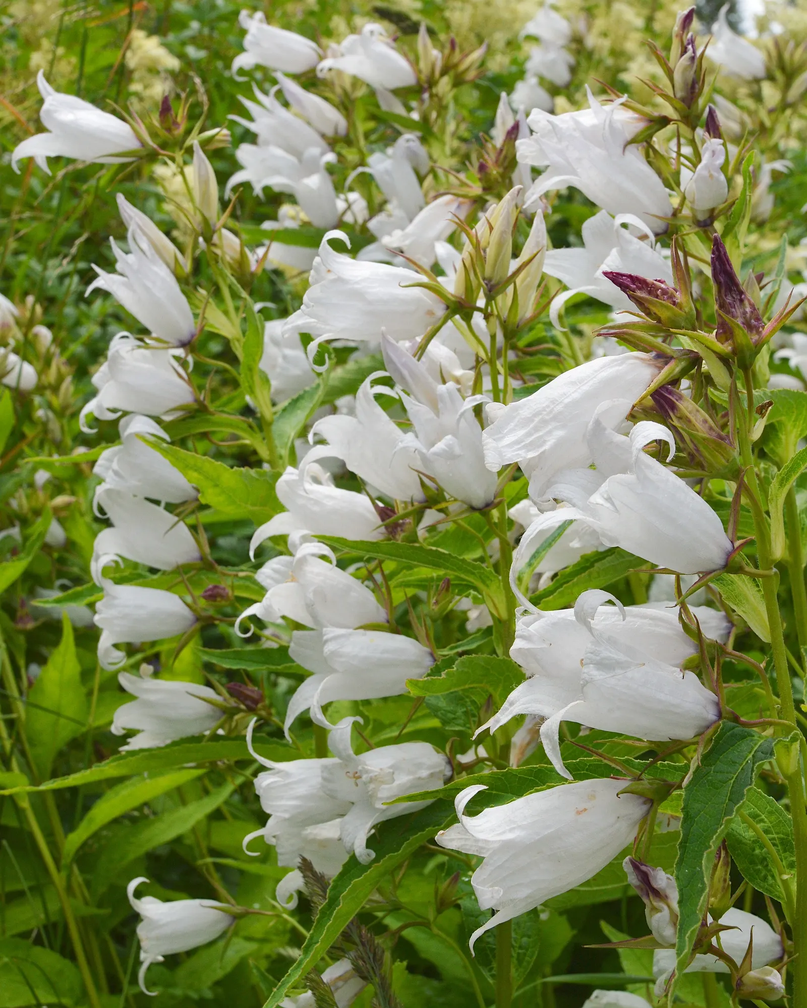 Great Bellflower (Campanula Latifolia) — in well-drained soil that is rich in organic material