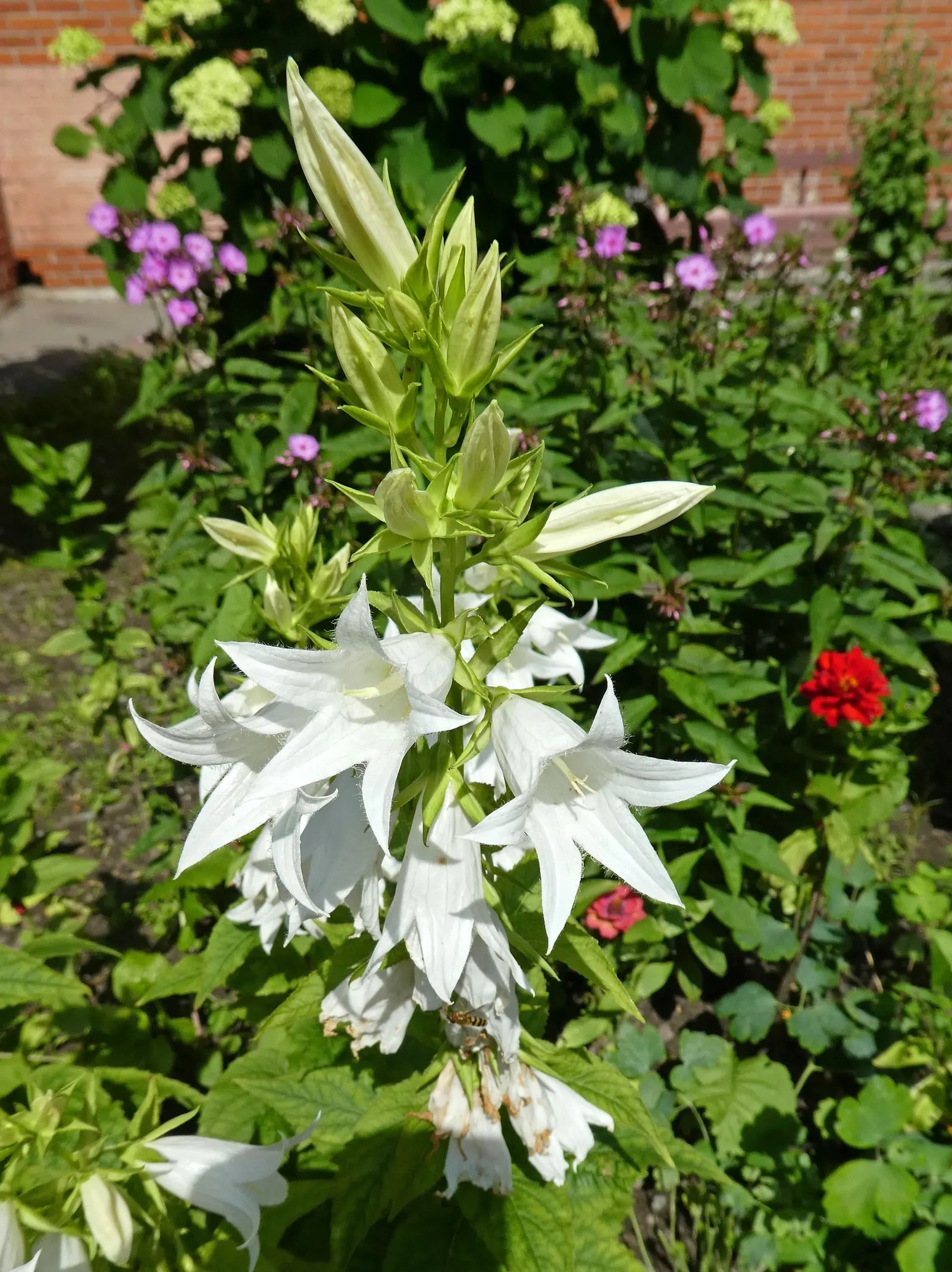 Great Bellflower (Campanula Latifolia) — It thrives in USDA hardiness zones 3 to 7, indicating robust cold tolerance; scientifically named Campanula latifolia