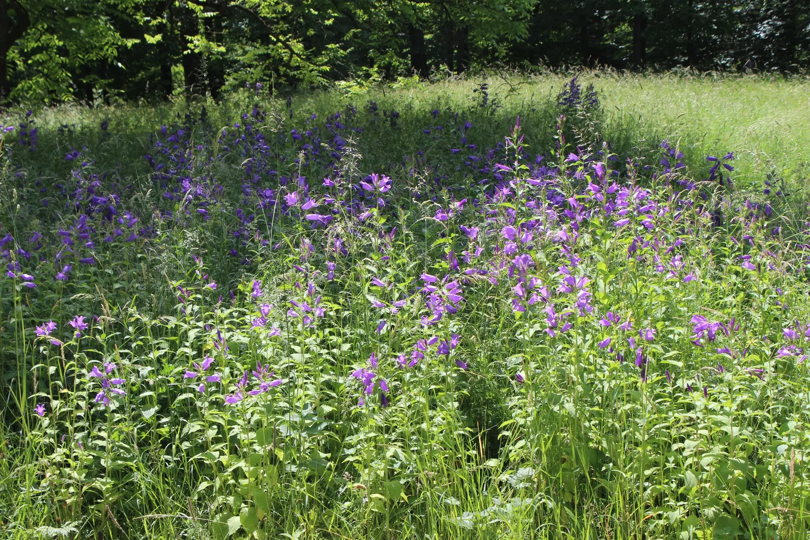 Great Bellflower (Campanula Latifolia) — Its impressive height and striking blooms add vertical interest to any garden design; growing from a basal rosette