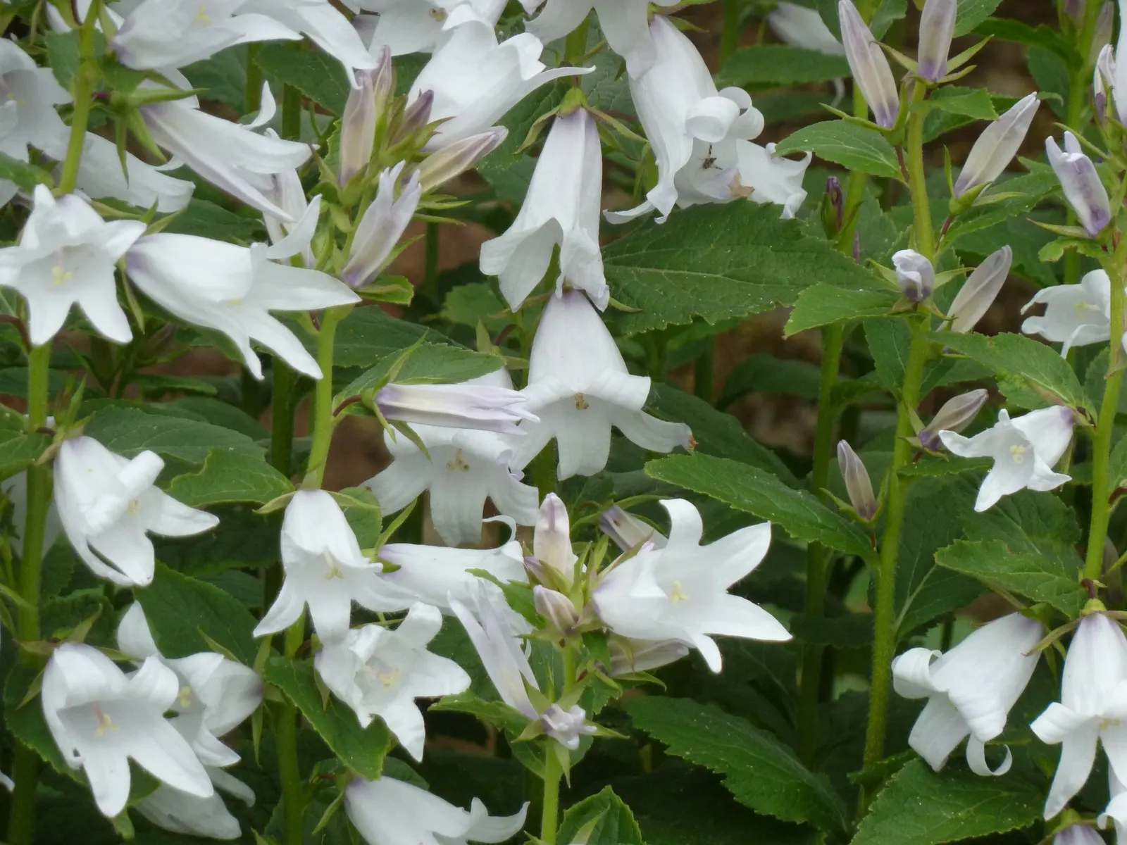 Great Bellflower (Campanula Latifolia) — the plant sprouts stout stems that can reach heights of anywhere from 2 to 4 feet; though some varieties may boast