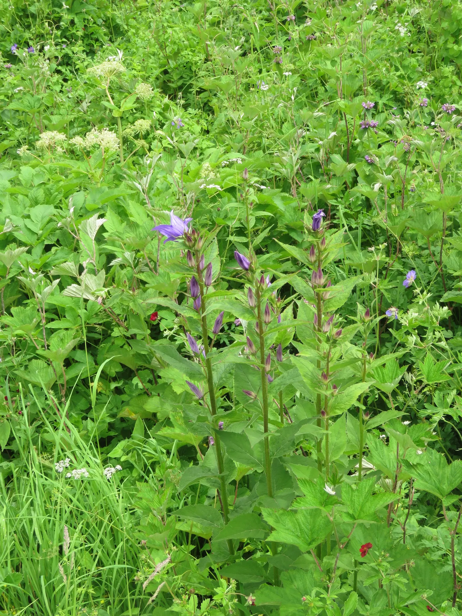 Great Bellflower (Campanula Latifolia) — consider placing it towards the back of a border for an elegant backdrop; plant in locations with partial to full sun