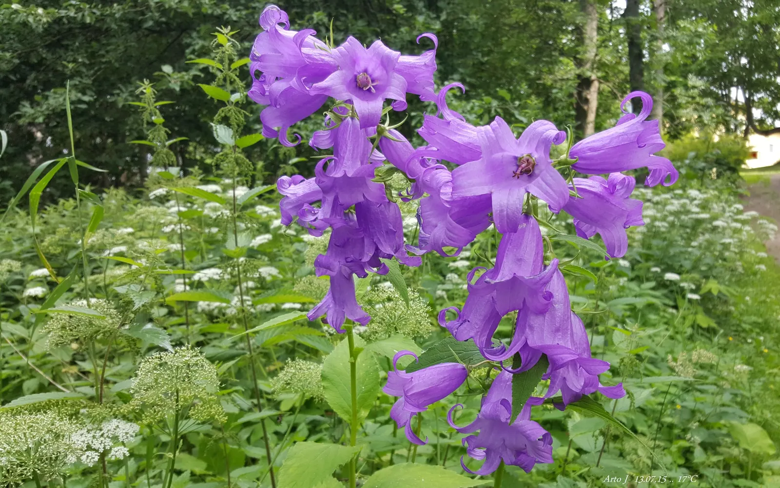 Great Bellflower (Campanula Latifolia) — scientifically named Campanula latifolia
