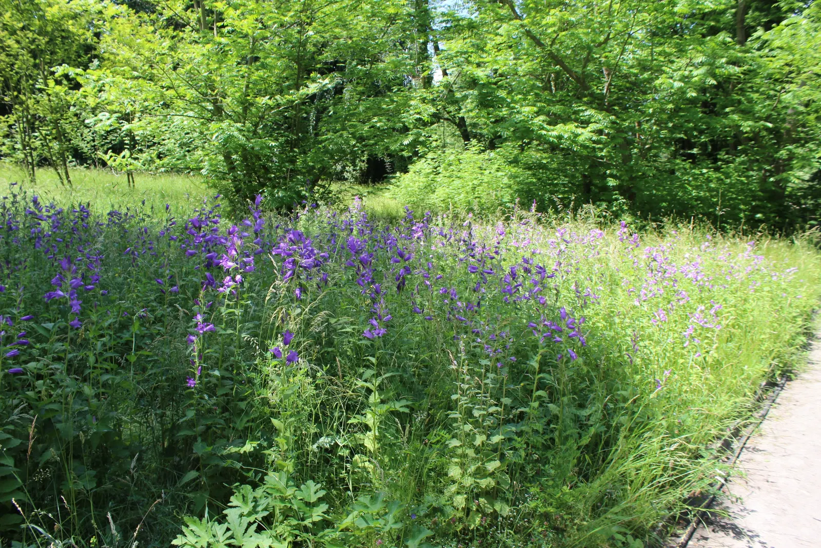 Great Bellflower (Campanula Latifolia) — It boasts large, bell-shaped violet-blue flowers, which bloom from June to August; the plant's spread is typically