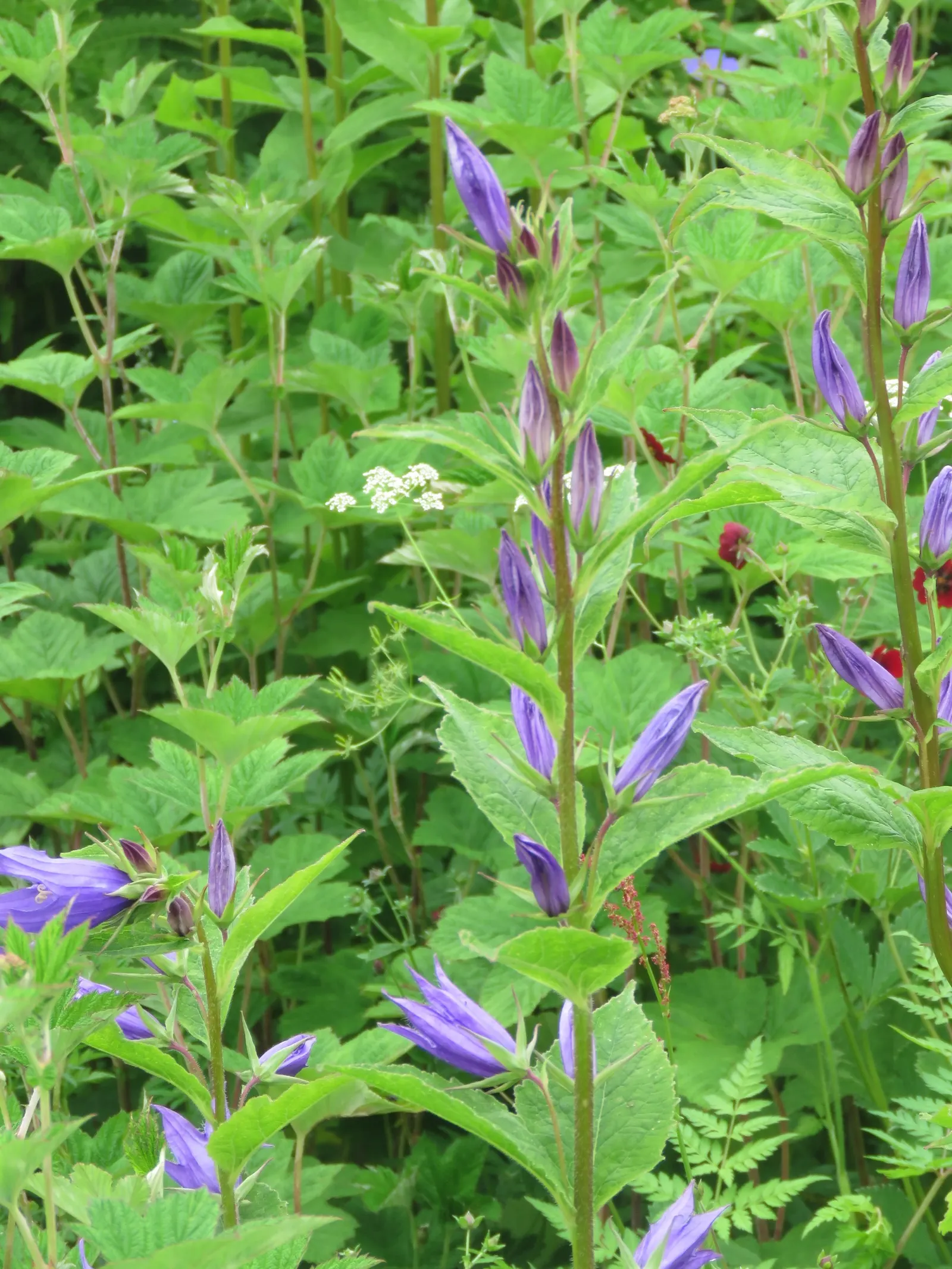 Great Bellflower (Campanula Latifolia) — or use it to create height and structure within a cottage garden