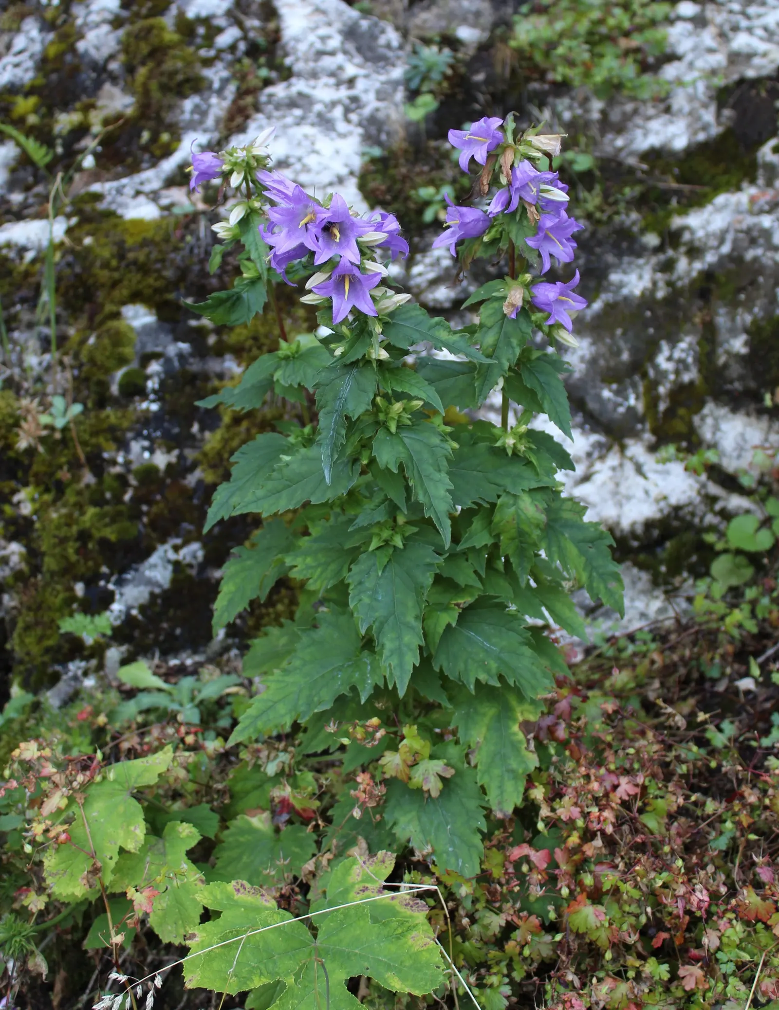 Great Bellflower (Campanula Latifolia) — perennial for full or half; deadheading spent blossoms can promote a longer flowering season and reduce self-seeding