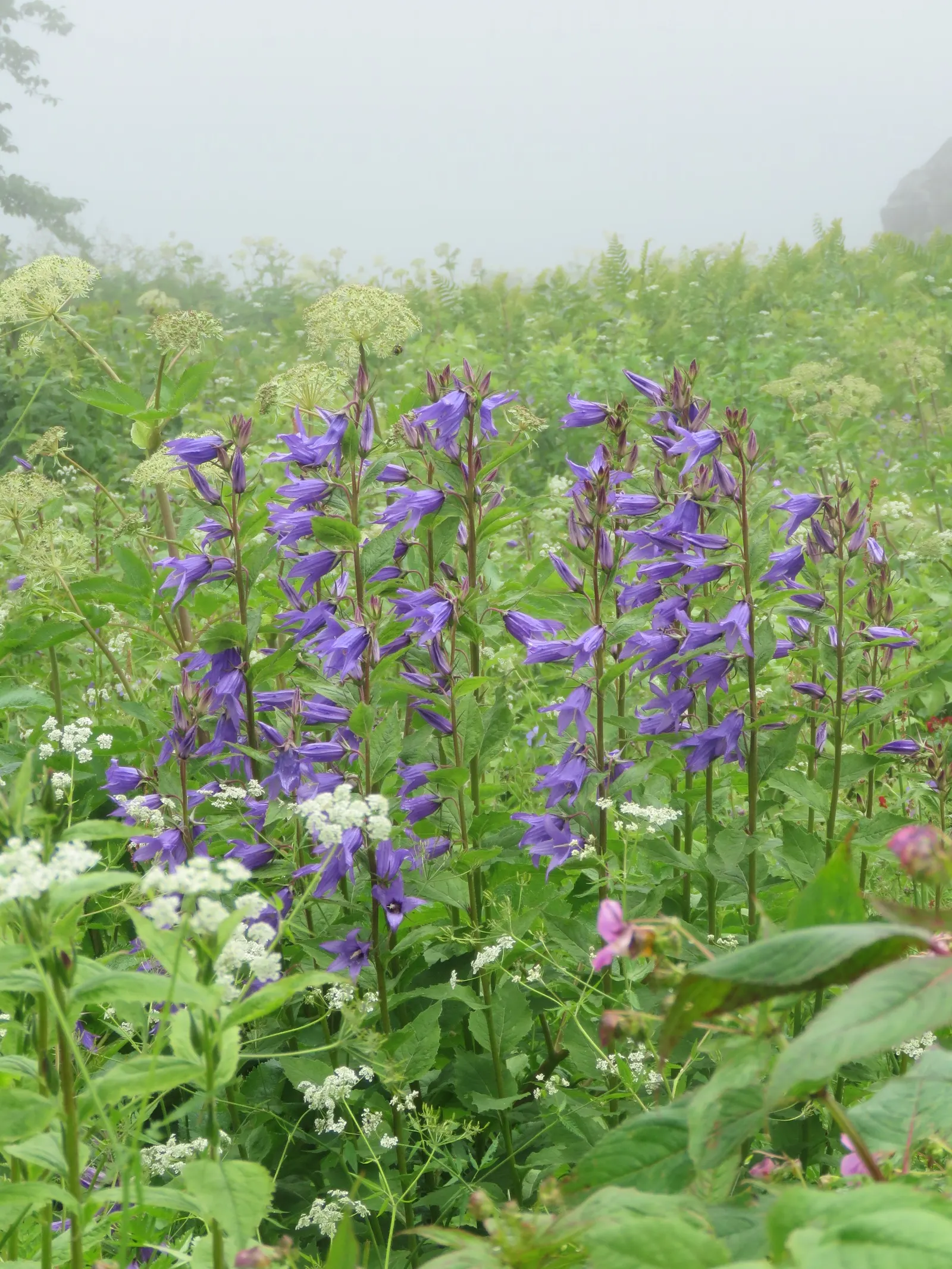 Great Bellflower (Campanula Latifolia) — is a majestic perennial plant that can provide a striking vertical accent to any garden design