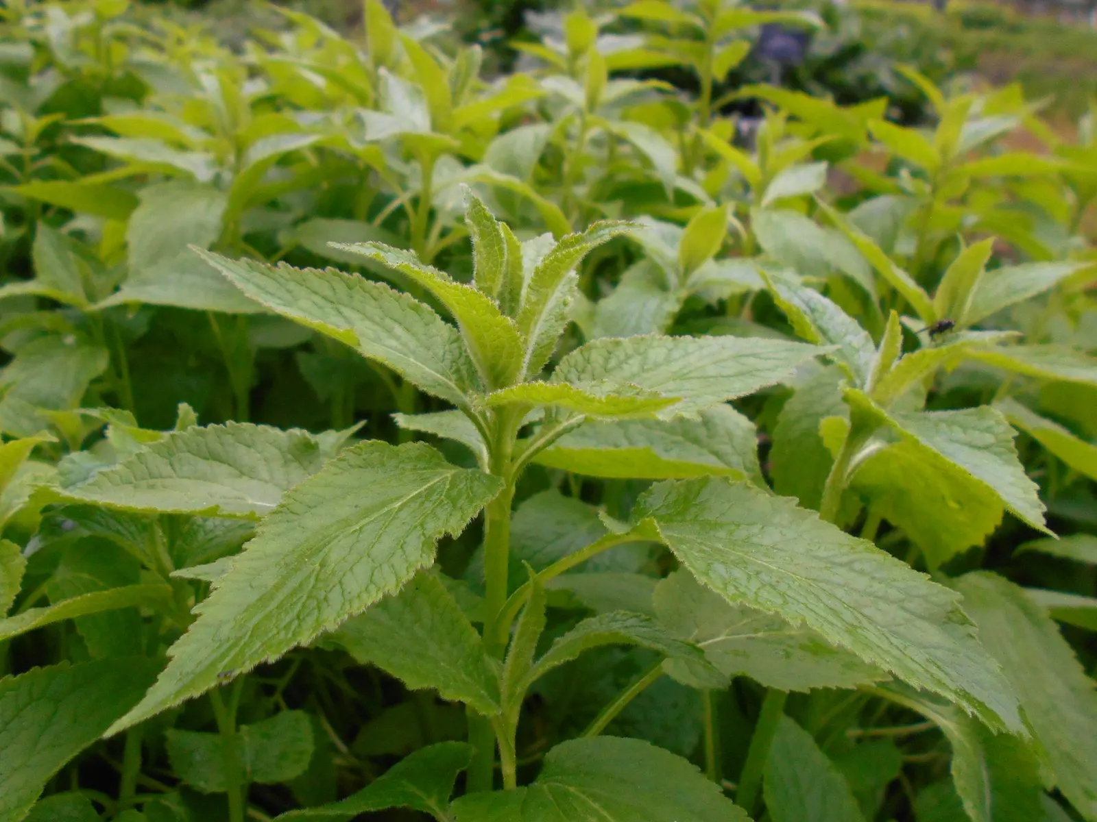 Great Bellflower (Campanula Latifolia) — in well-drained soil that is rich in organic material; though good air circulation can help prevent any, image 65