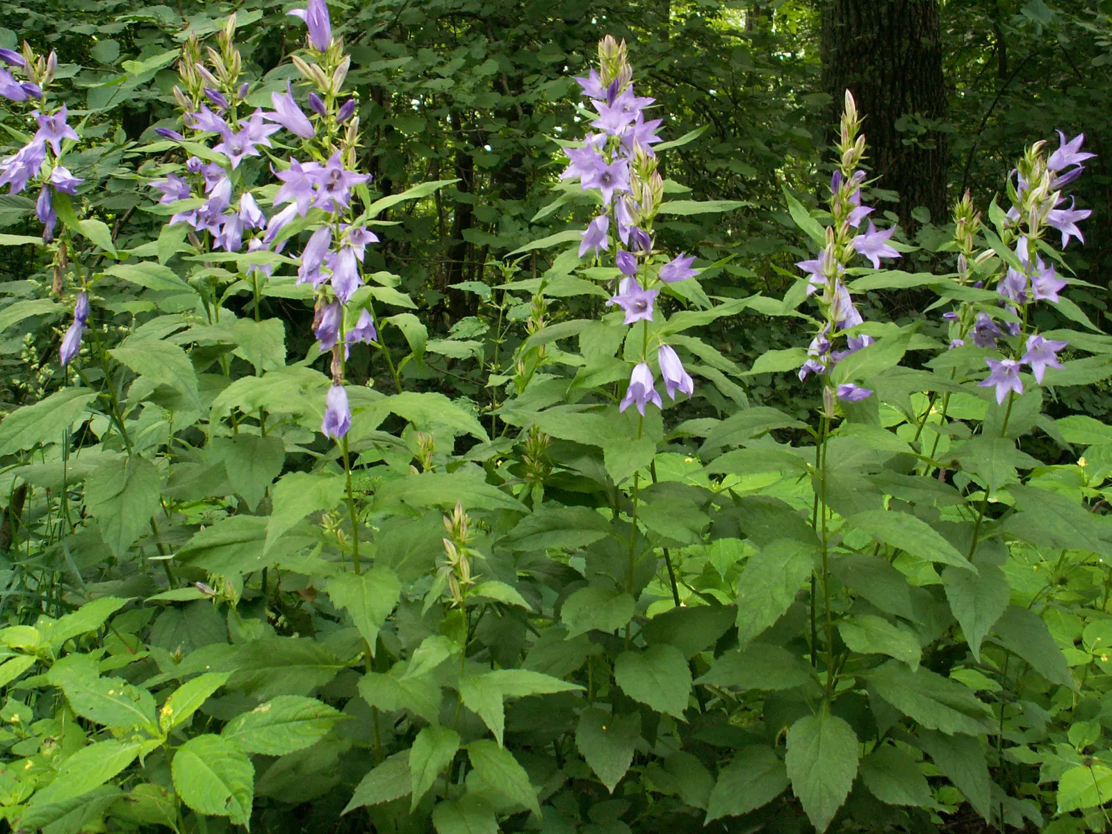 Great Bellflower (Campanula Latifolia) — Amidst the foliage, the Great Bellflower showcases its bell-shaped blossoms, which can be up to 2 inches, image 58