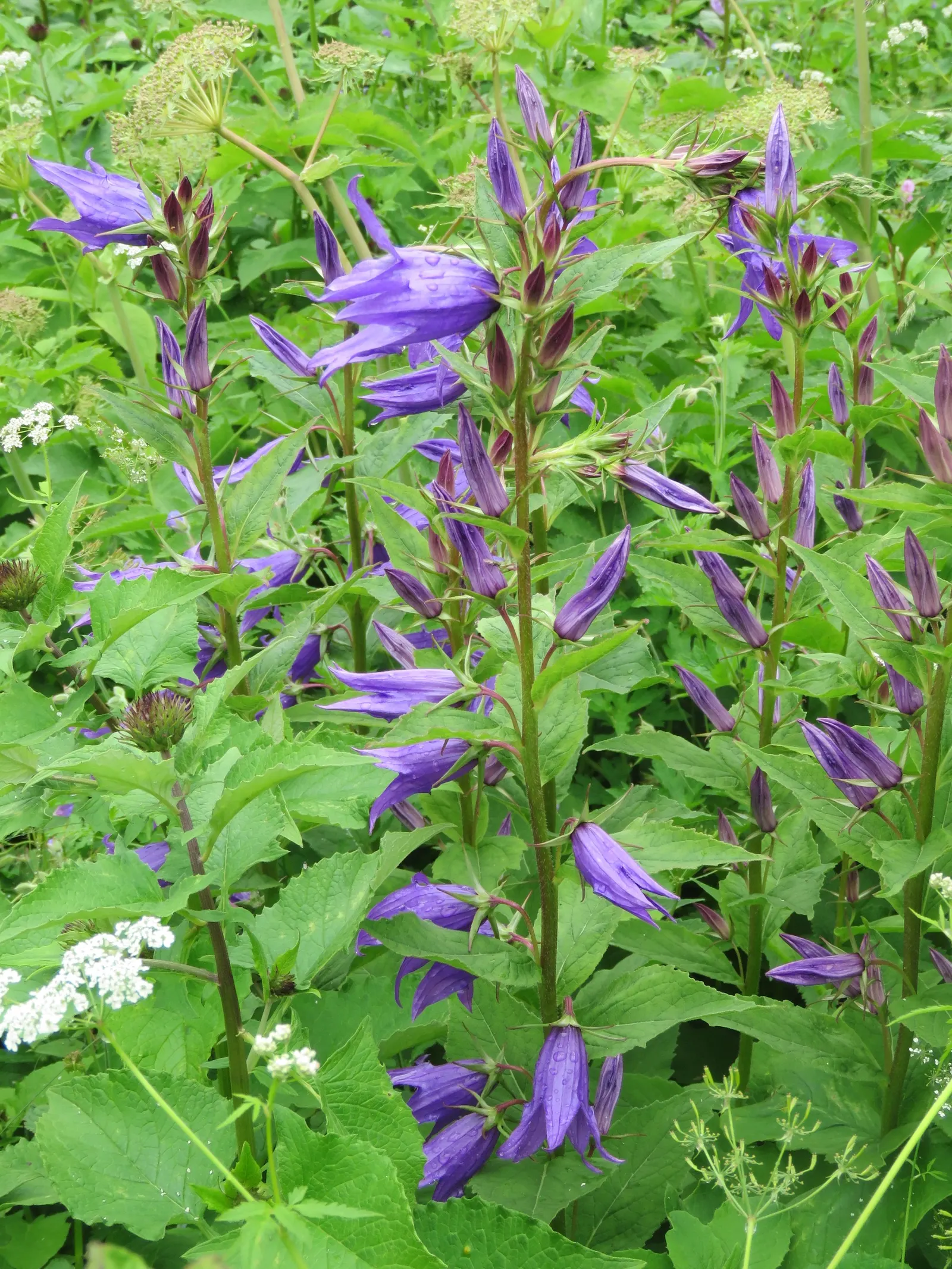 Great Bellflower (Campanula Latifolia) — plant in locations with partial to full sun exposure