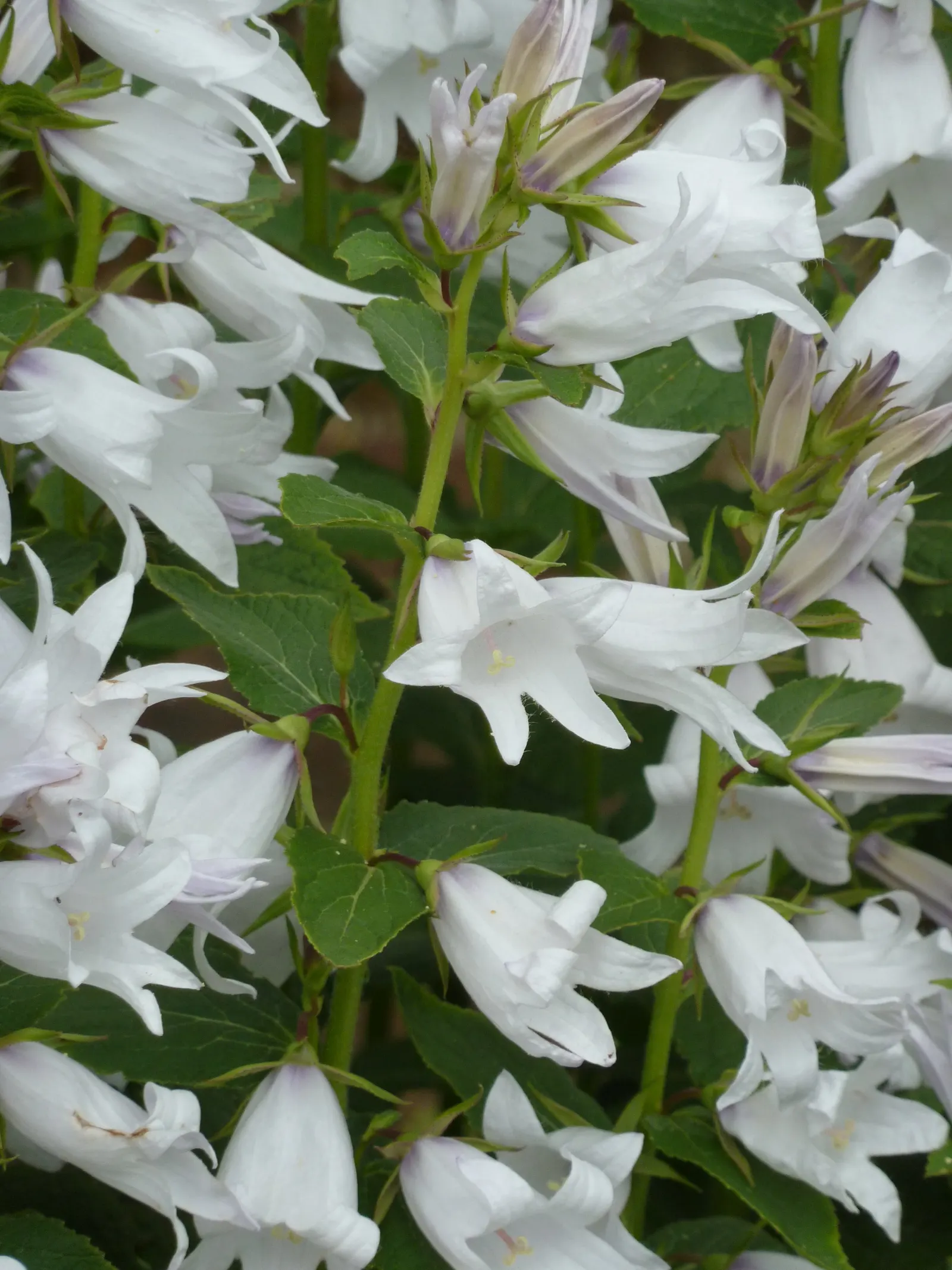 Great Bellflower (Campanula Latifolia) — The plant's spread is typically around 12 to 18 inches; it boasts large, bell-shaped violet-blue flowers, which bloom