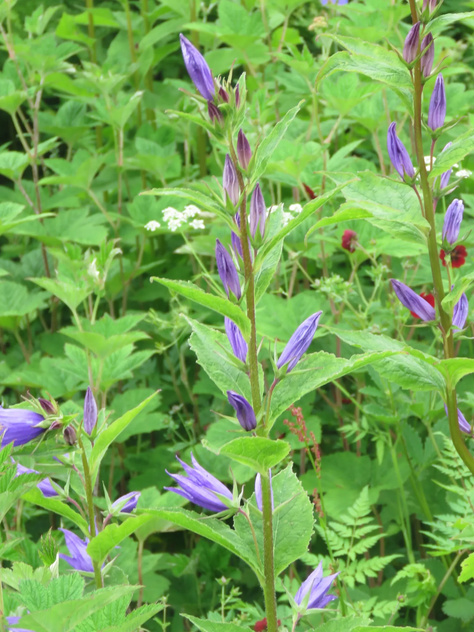 Great Bellflower (Campanula Latifolia) — or use it to create height and structure within a cottage garden; perennial with blue blooms