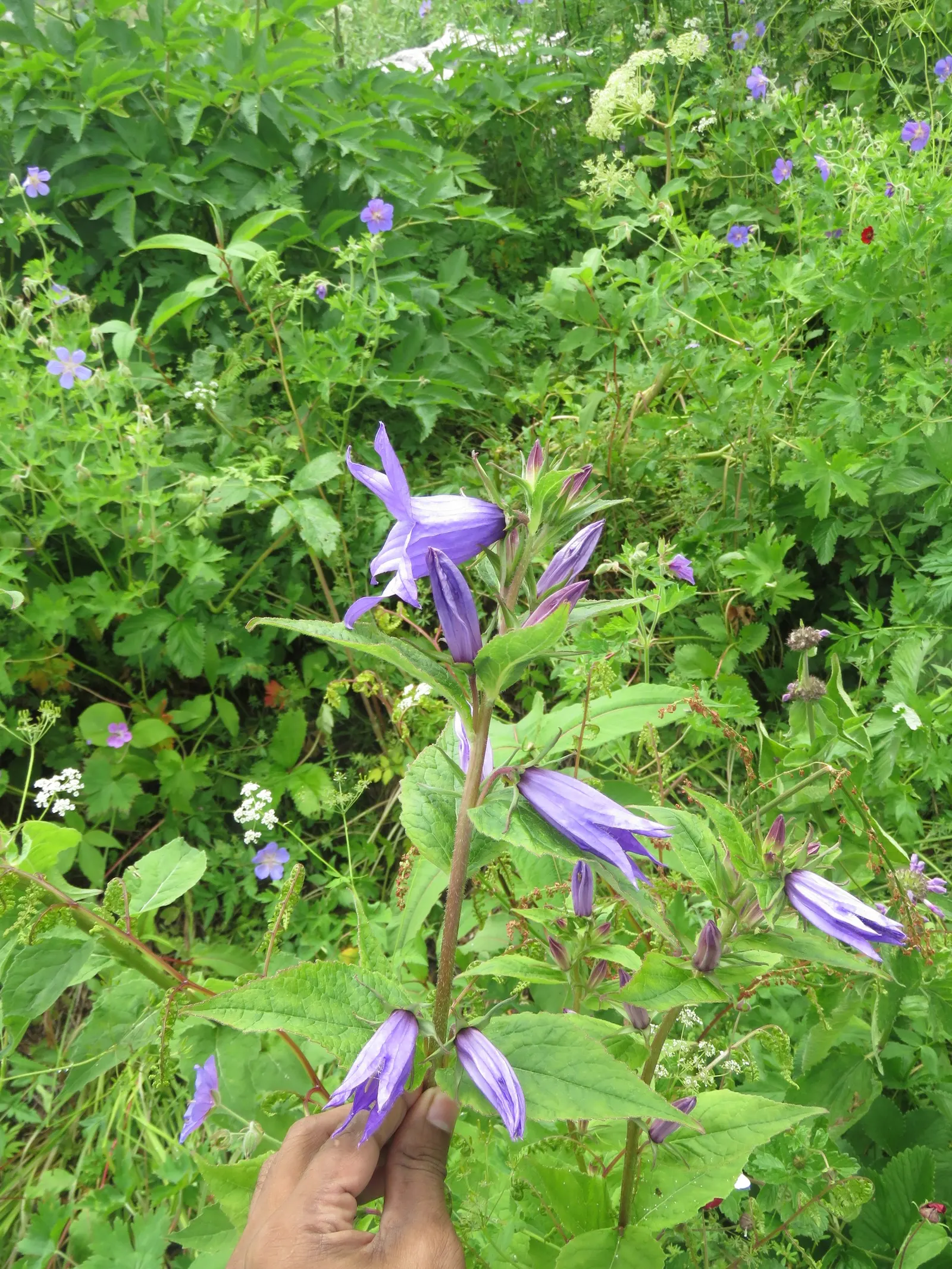Great Bellflower (Campanula Latifolia) — though some varieties may boast white flowers; the plant sprouts stout stems that can reach heights of anywhere from 2