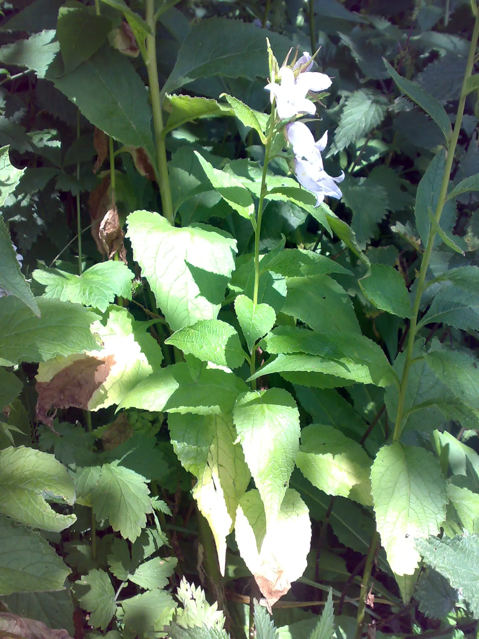 Great Bellflower (Campanula Latifolia) — scientifically named Campanula latifolia; it thrives in USDA hardiness zones 3 to 7, indicating robust, image 54