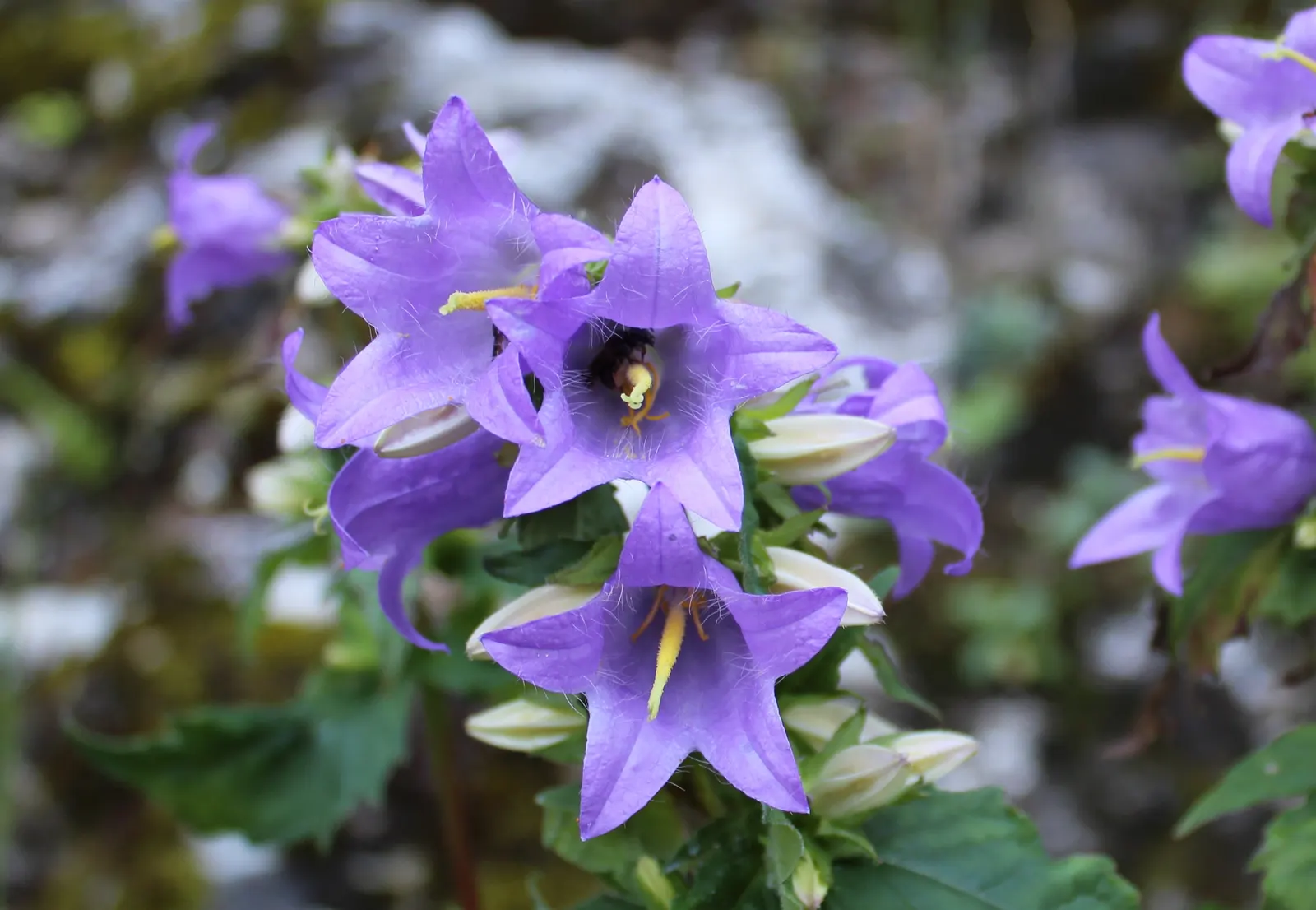 Great Bellflower (Campanula Latifolia) — the plant sprouts stout stems that can reach heights of anywhere from 2 to 4 feet; though some varieties, image 57