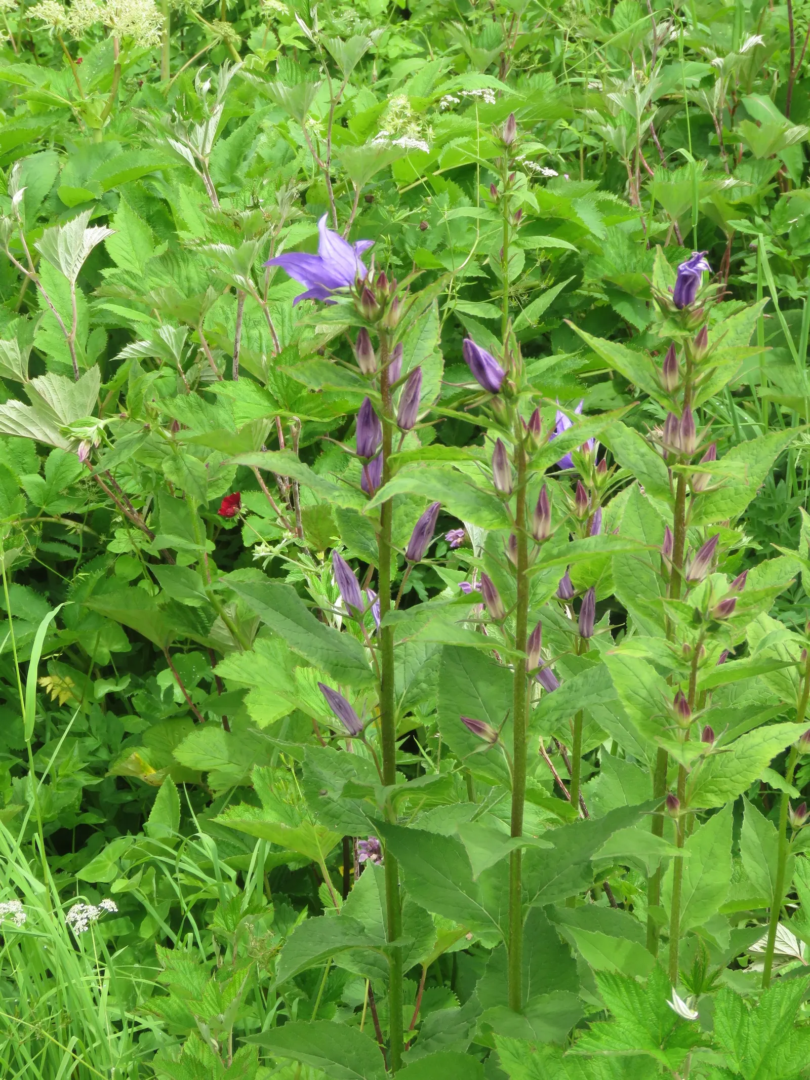 Great Bellflower (Campanula Latifolia) — consider placing it towards the back of a border for an elegant backdrop