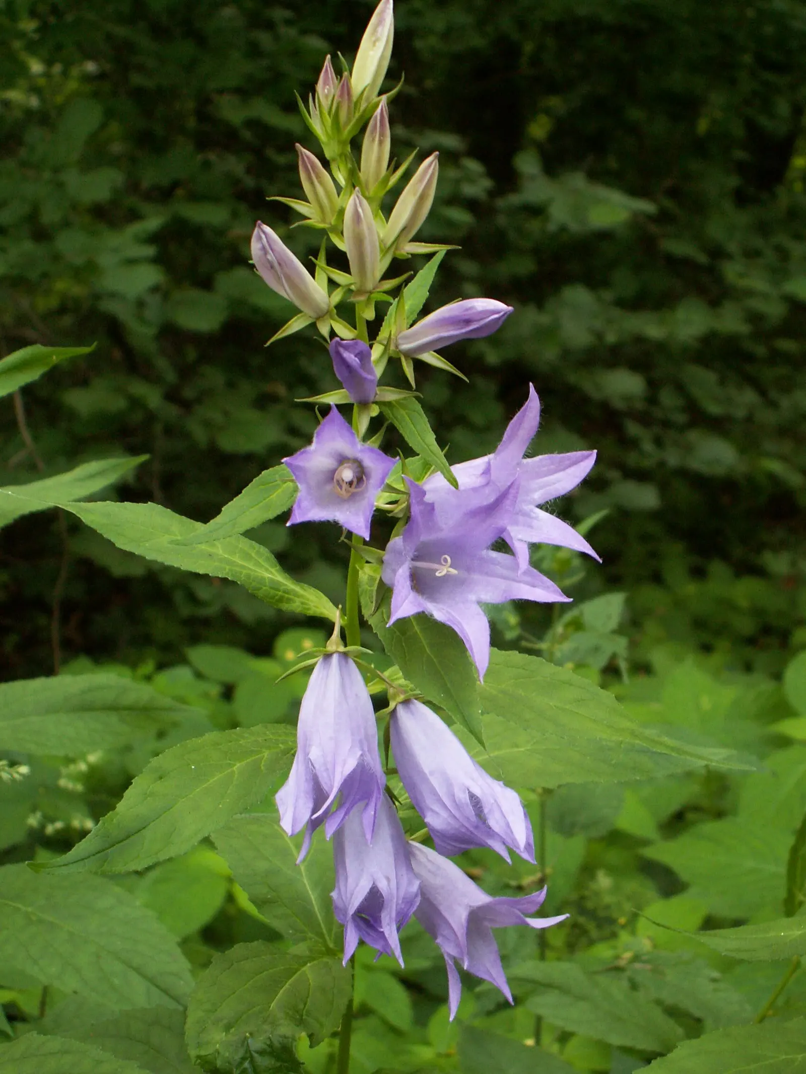 Great Bellflower (Campanula Latifolia) — perennial for full or half